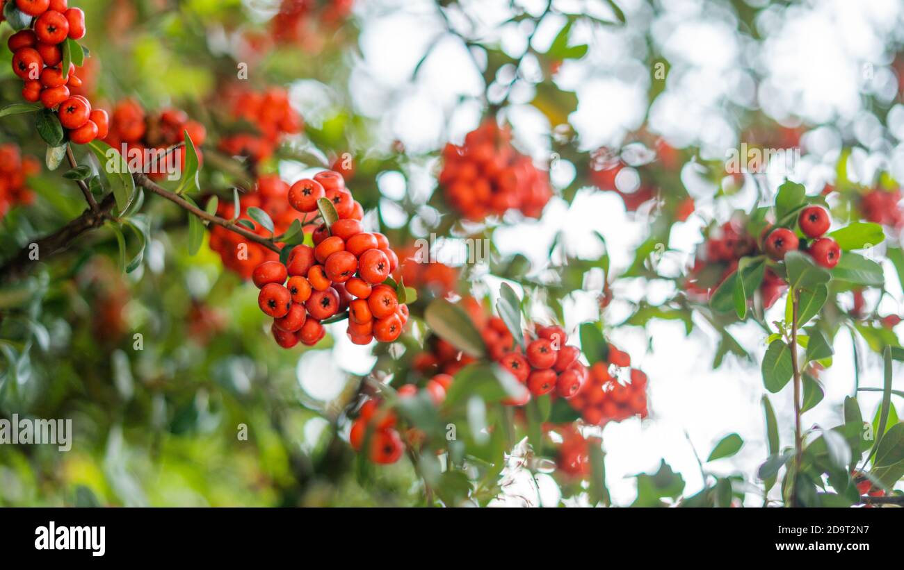 Manzanitas en forme de Pointleaf suspendues à un Bush avec un gris flou Ciel comme arrière-plan Banque D'Images