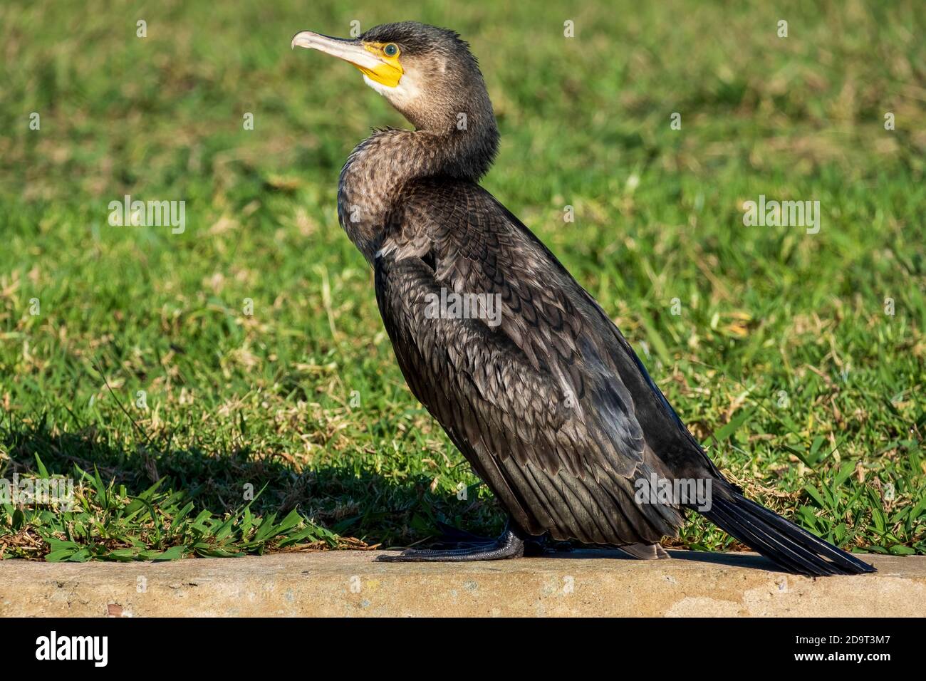 Grand Cormorant Phalacrocorax carbo Costa Ballena Cadix Espagne Banque D'Images