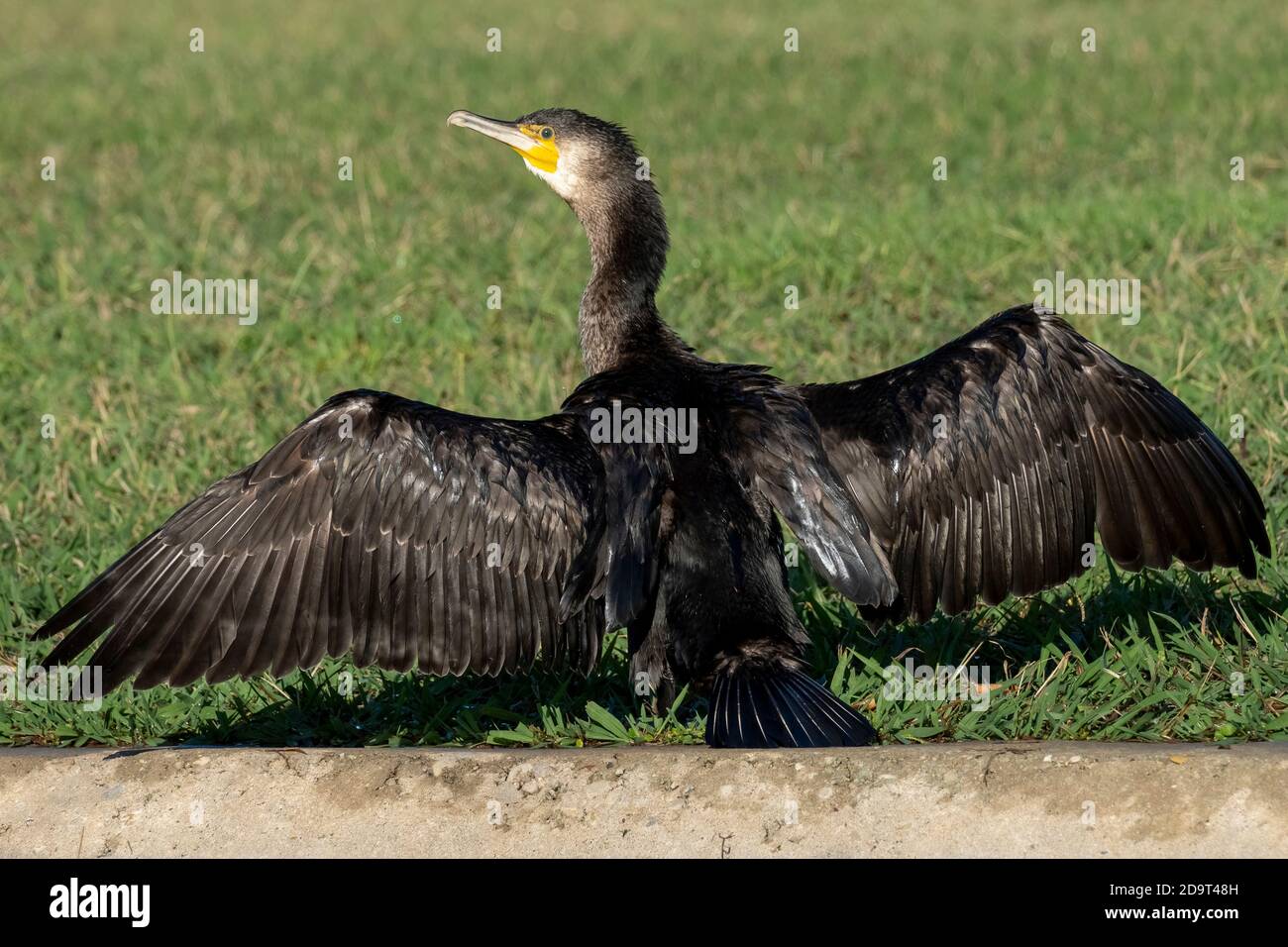 Grand Cormorant Phalacrocorax carbo Costa Ballena Cadix Espagne Banque D'Images