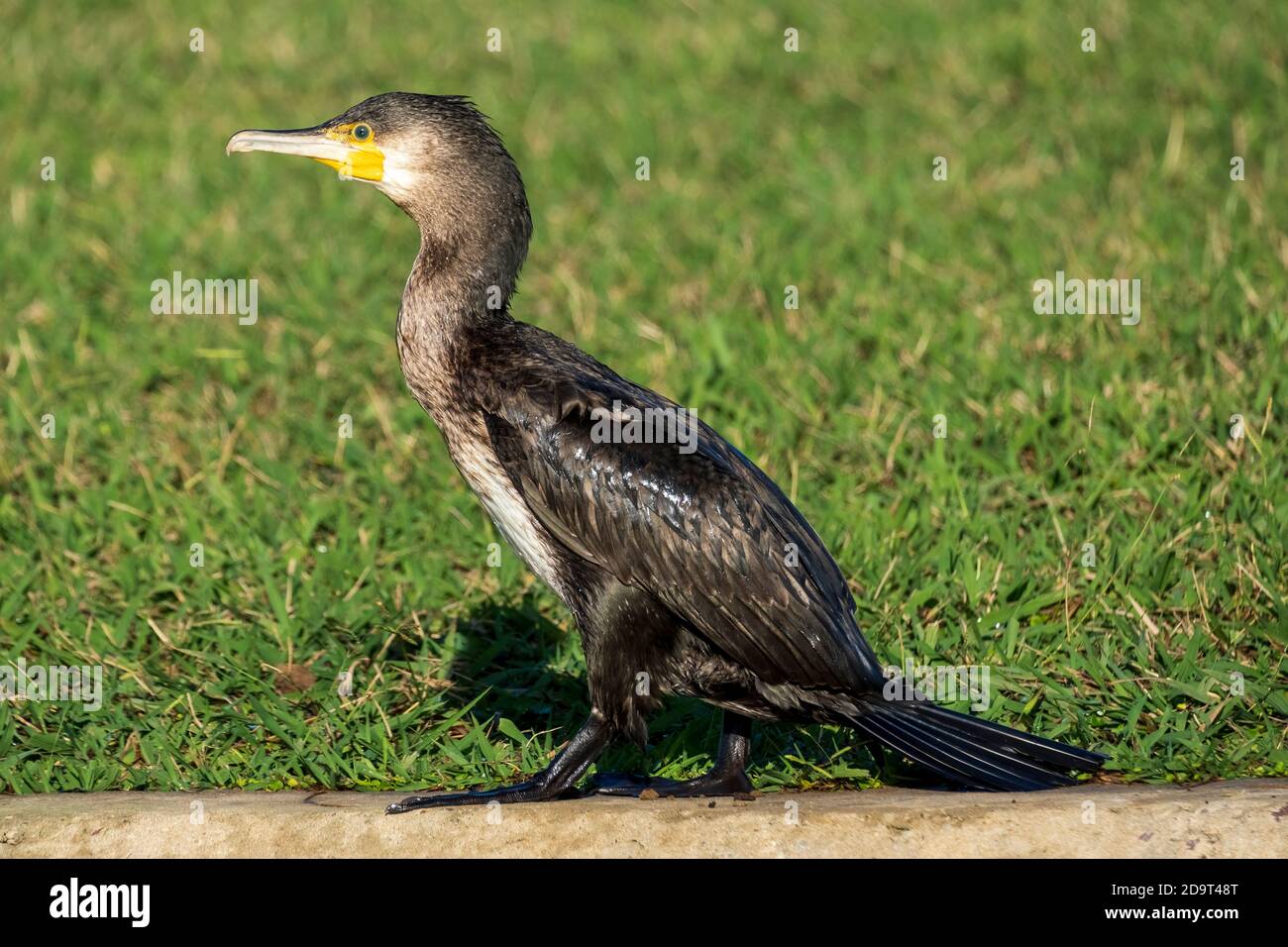 Grand Cormorant Phalacrocorax carbo Costa Ballena Cadix Espagne Banque D'Images