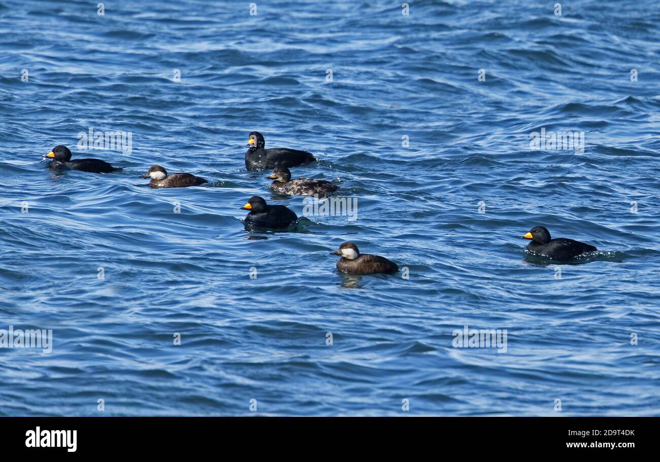 Scoter noir (Melanitta americana) quatre mâles adultes, un mâle immature et deux femelles sur le cap marin de Nosappu, Hokkaido, Japon Mars Banque D'Images