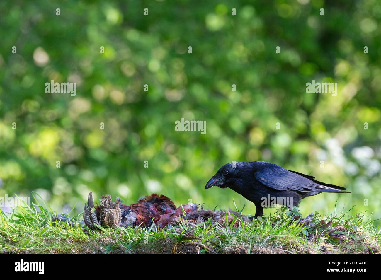 Corbeau de carrion [ Corvus corone ] se nourrissant de la carcasse du faisan Banque D'Images