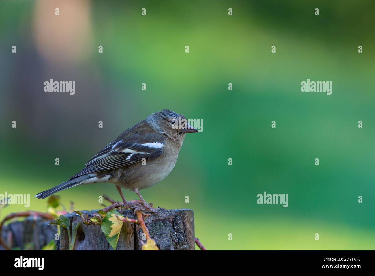 Chaffinch, femelle [ Fringilla coelebs ] sur le poste de clôture avec l'ivy et hors de fond de foyer Banque D'Images