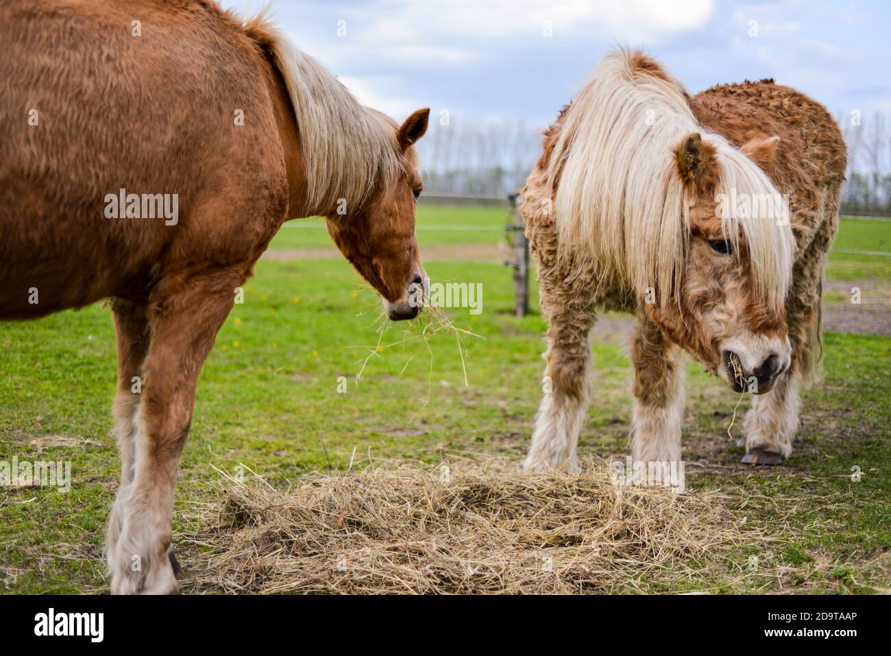 Deux poneys souffrant du syndrome de Cushing équin mal de cheveux Banque D'Images