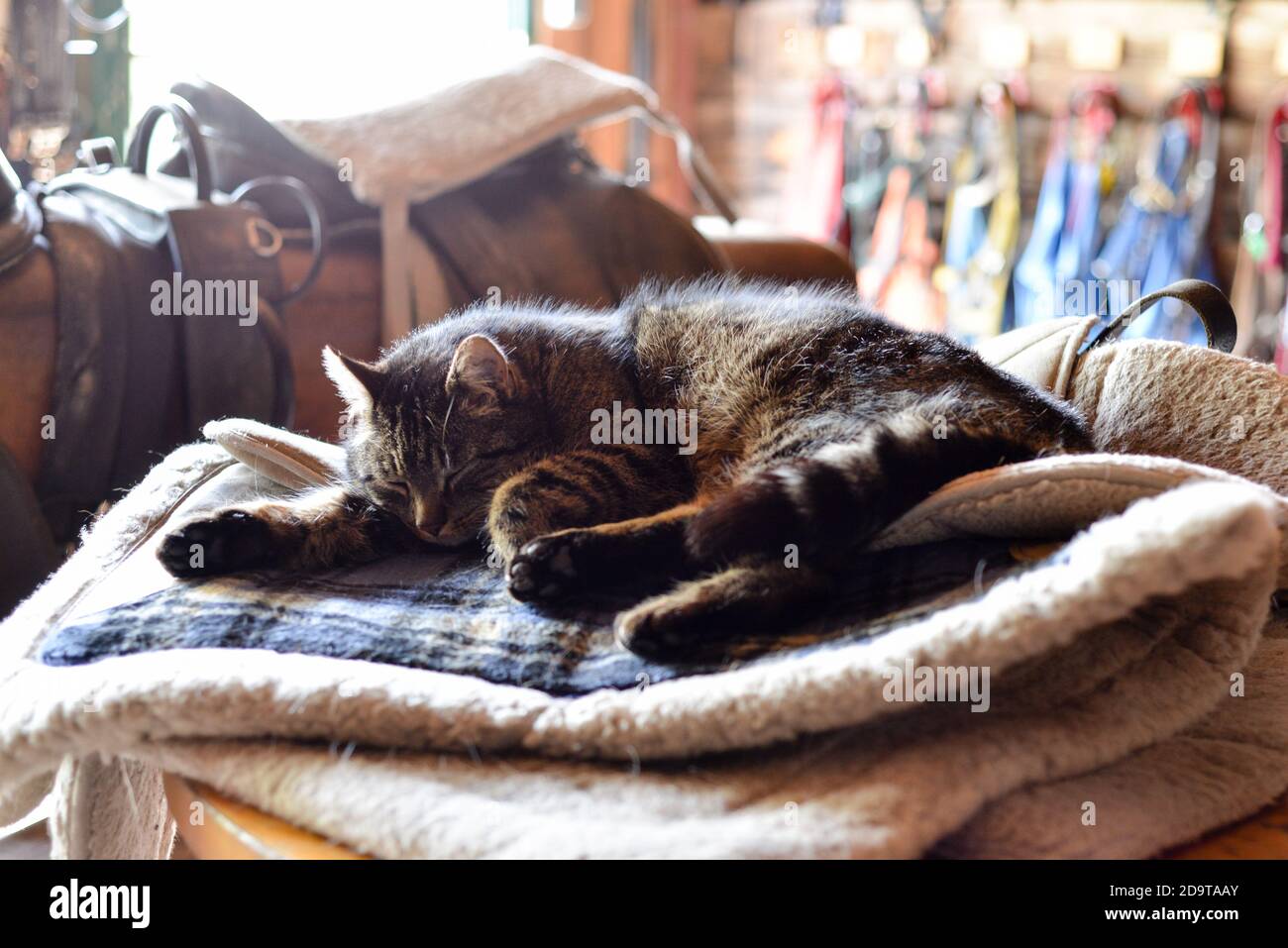 Chat endormi dans la pièce de virement d'une écurie de conduite. Banque D'Images