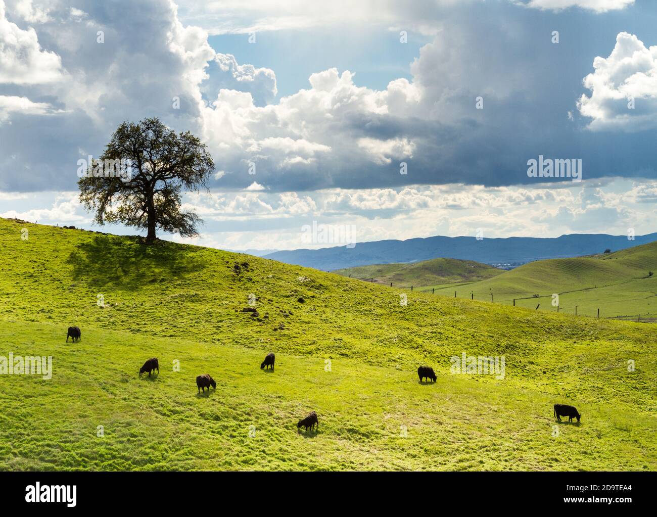 Cows and Oak - Lagoon Lake Park, Vacaville, Californie, États-Unis Banque D'Images