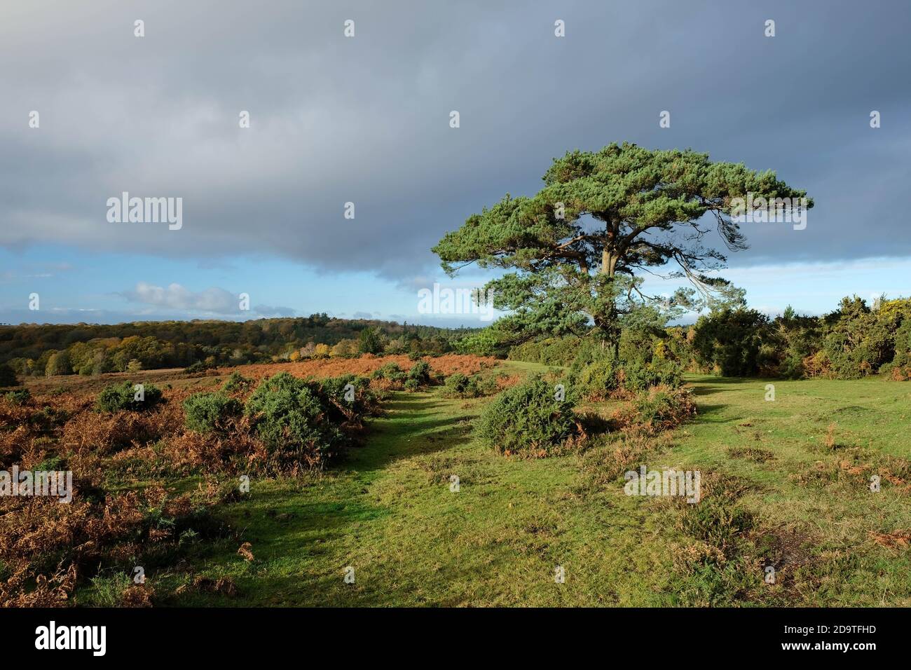 Bratley Voir New Forest Hampshire Banque D'Images