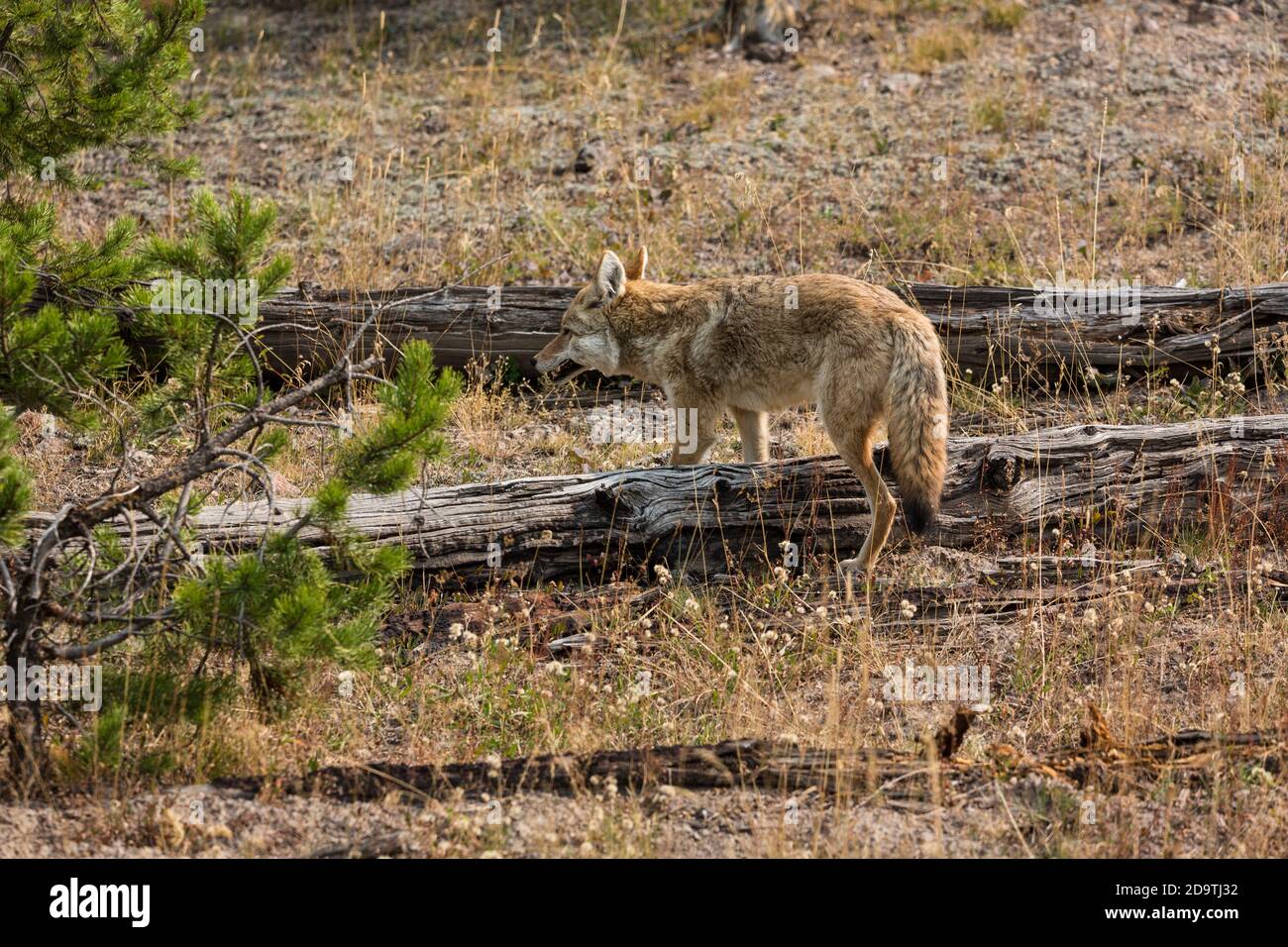 Un coyote, Canis latrans, dans le parc national de Yellowstone dans le Wyoming. Banque D'Images