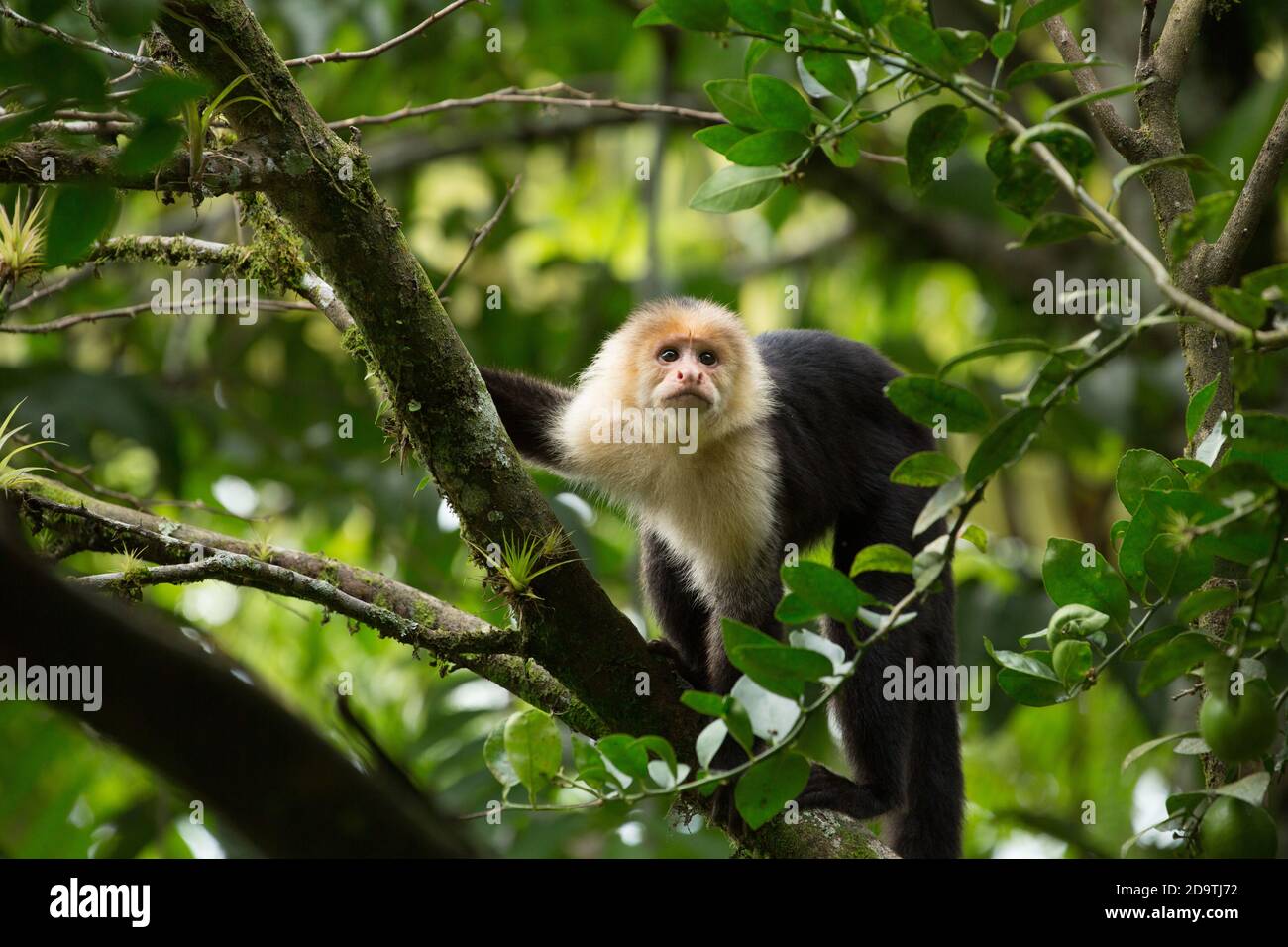 Singe Capuchin blanc dans un arbre de la forêt tropicale du Costa Rica. Banque D'Images