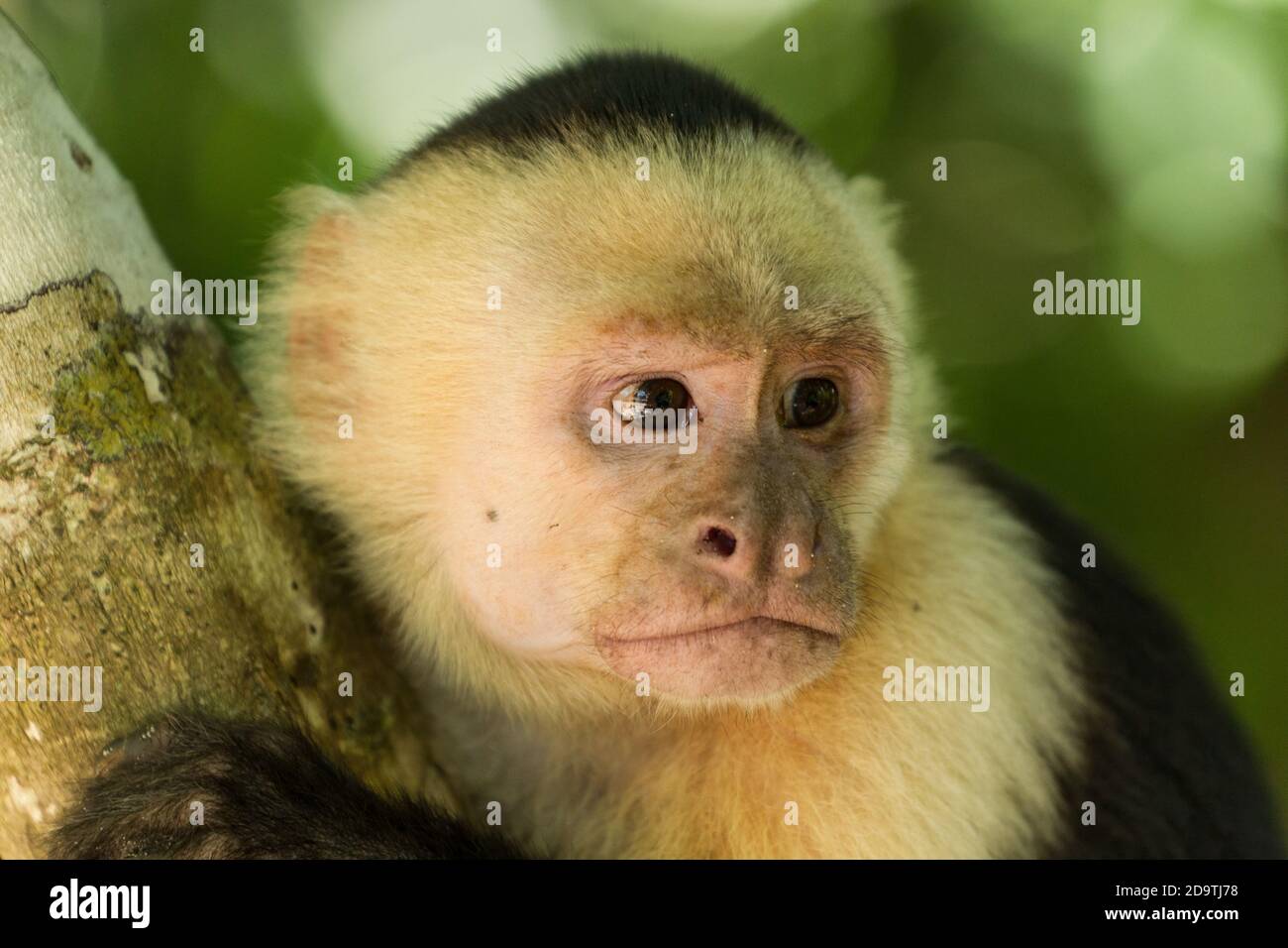 Un singe Capuchin au visage blanc dans un arbre de la forêt tropicale dans le parc national Manuel Antonio au Costa Rica. Banque D'Images