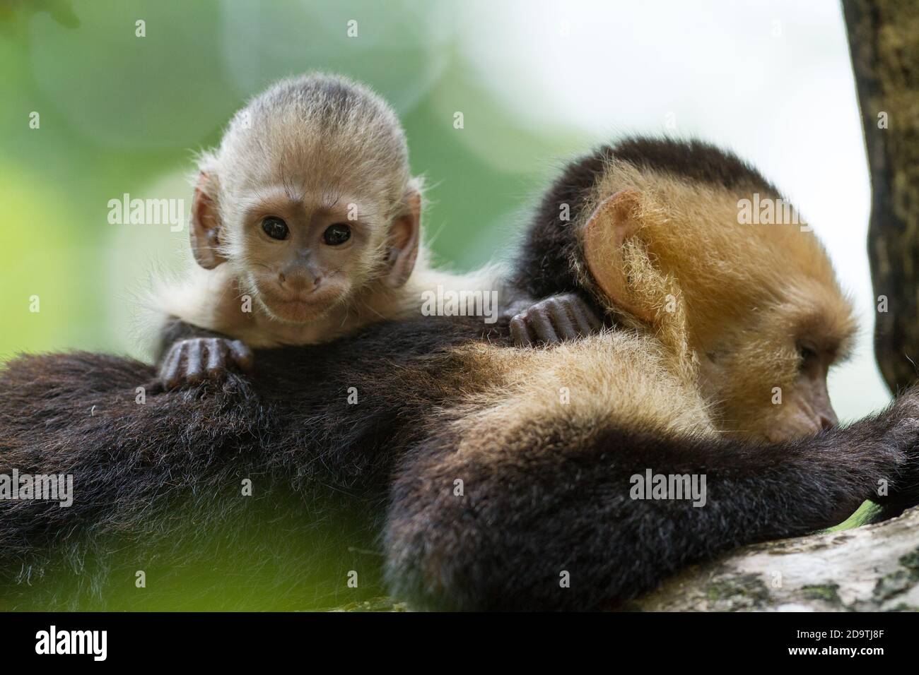 Mere Singe Capucin Cebus Avec Bebe Au Costa Rica Photo Stock Alamy