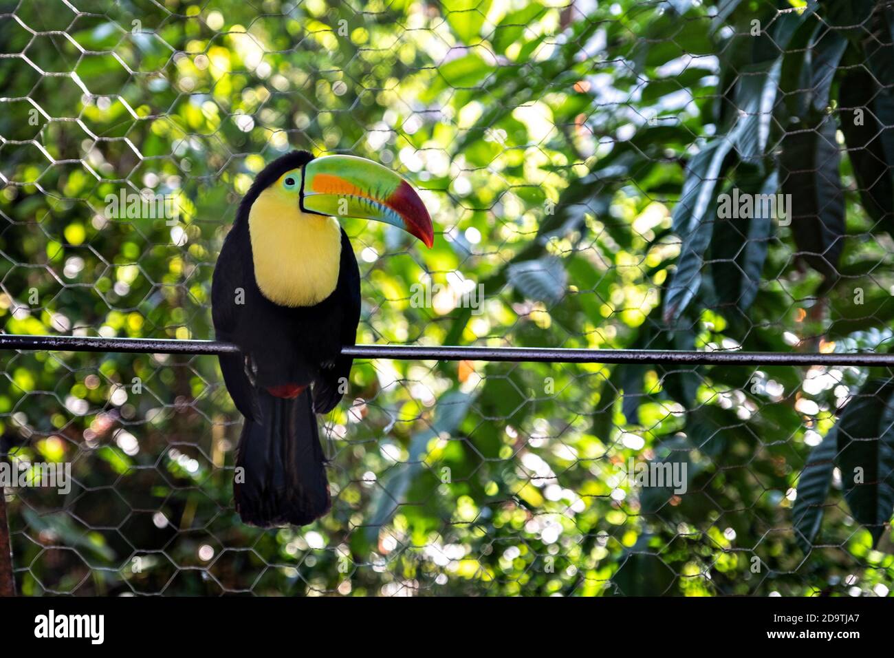 Un oiseau de toucan d'animal de compagnie dans le lac Catemaco, Veracruz, Mexique. Le toucan est une espèce en voie de disparition, mais souvent gardé comme animaux de compagnie au Mexique. Banque D'Images