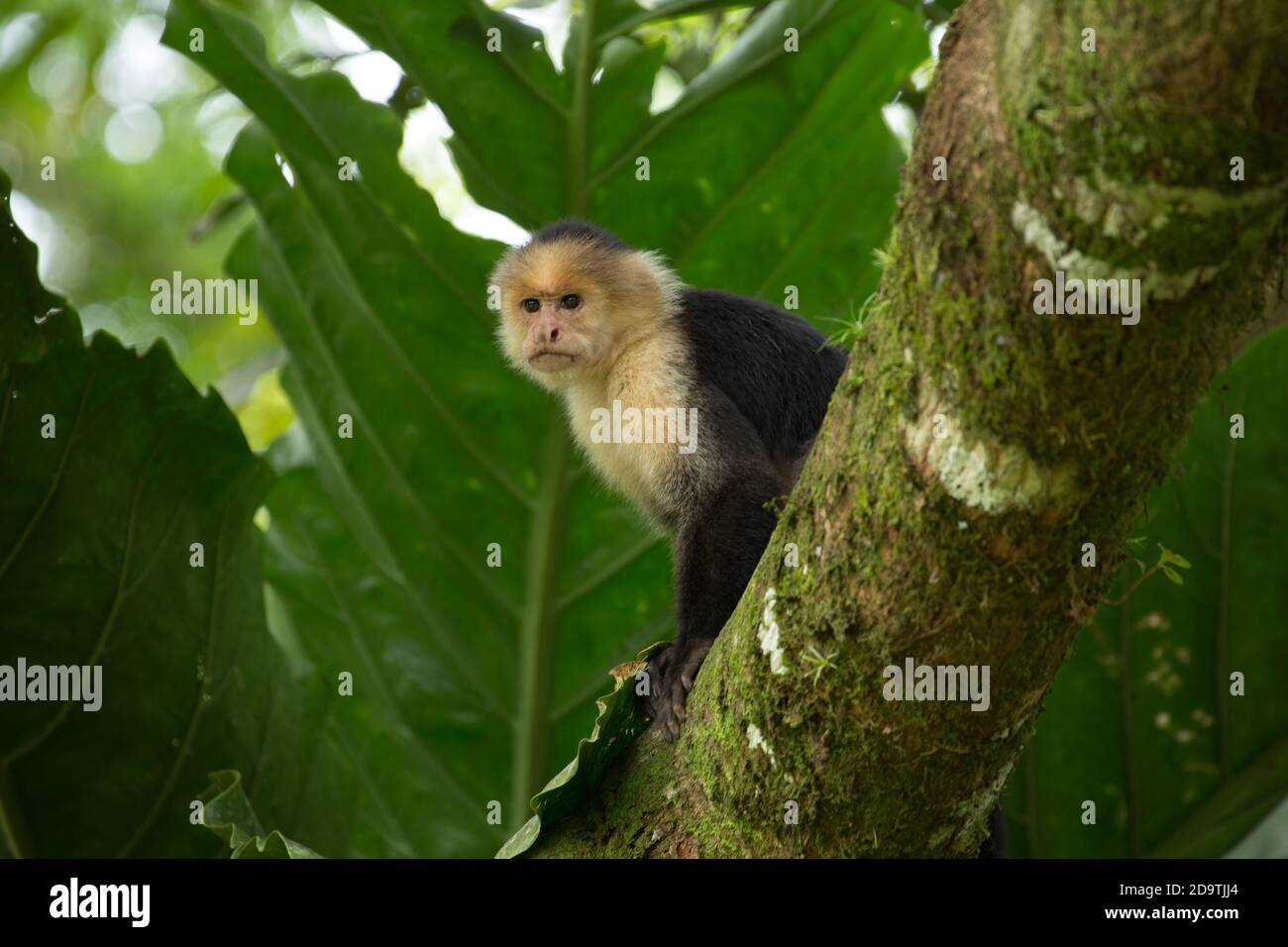 Singe Capuchin blanc dans un arbre de la forêt tropicale du Costa Rica. Banque D'Images