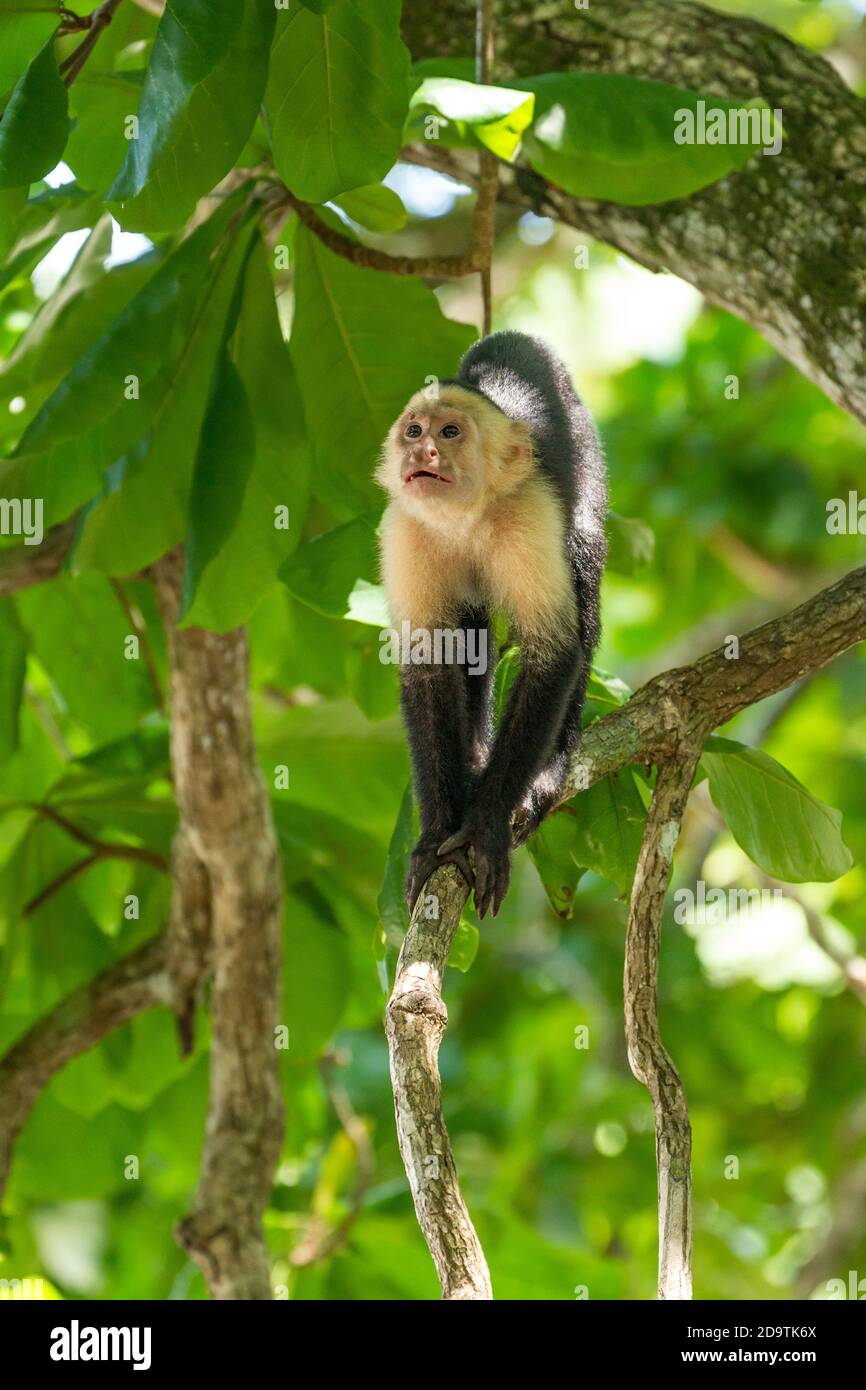 Un singe Capuchin au visage blanc dans un arbre de la forêt tropicale dans le parc national Manuel Antonio au Costa Rica. Banque D'Images