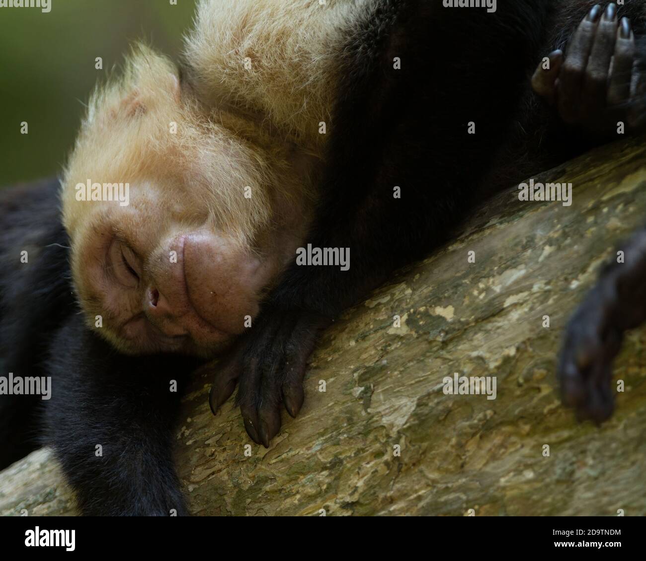 Un singe Capuchin à face blanche prend une sieste dans un arbre dans le parc national Manuel Antonio au Costa Rica. Banque D'Images