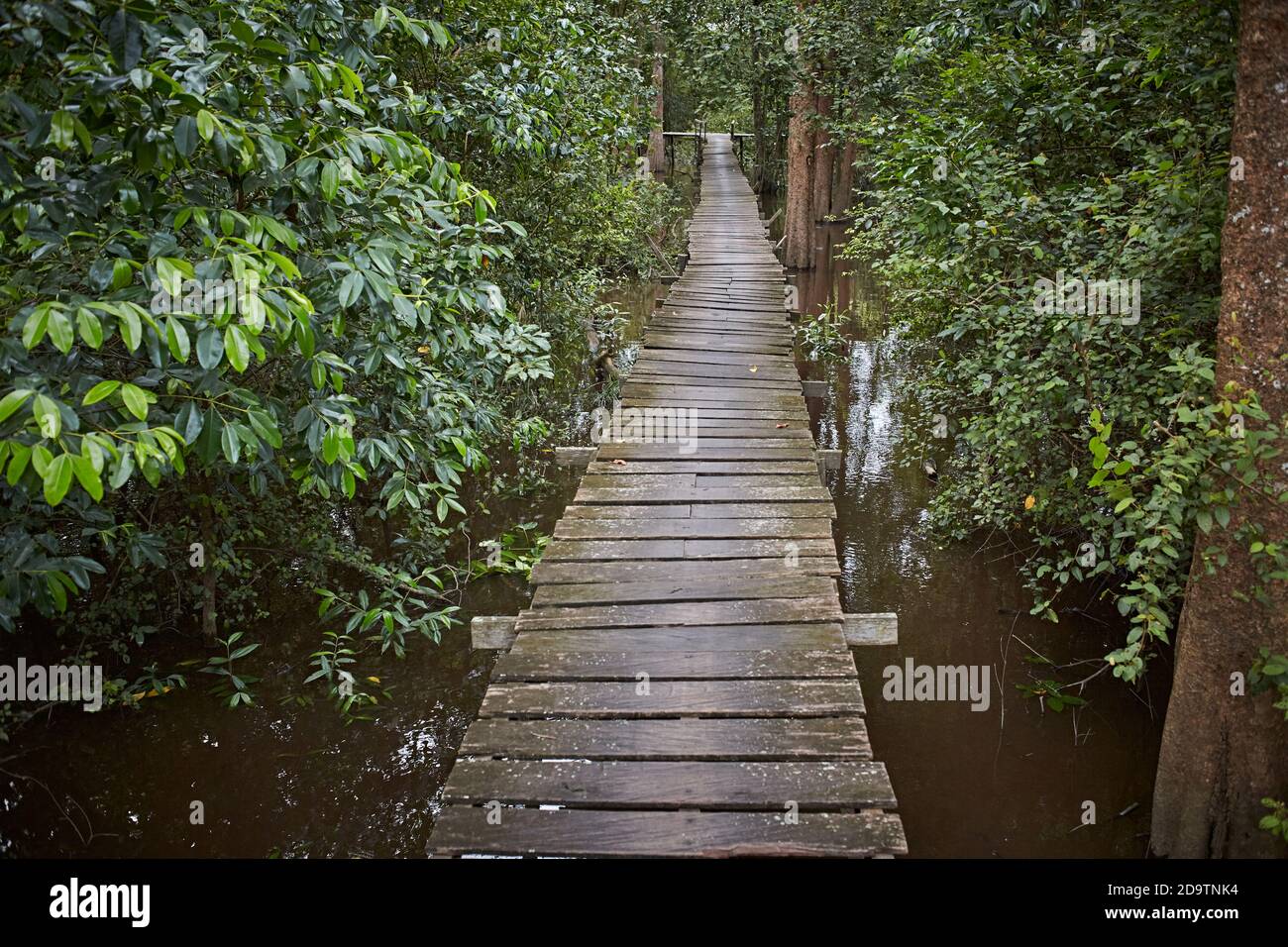 Palangka Raya, Kalimantan, Indonésie, février 2016. Passerelle en bois dans la forêt inondée à côté de la ville. Banque D'Images