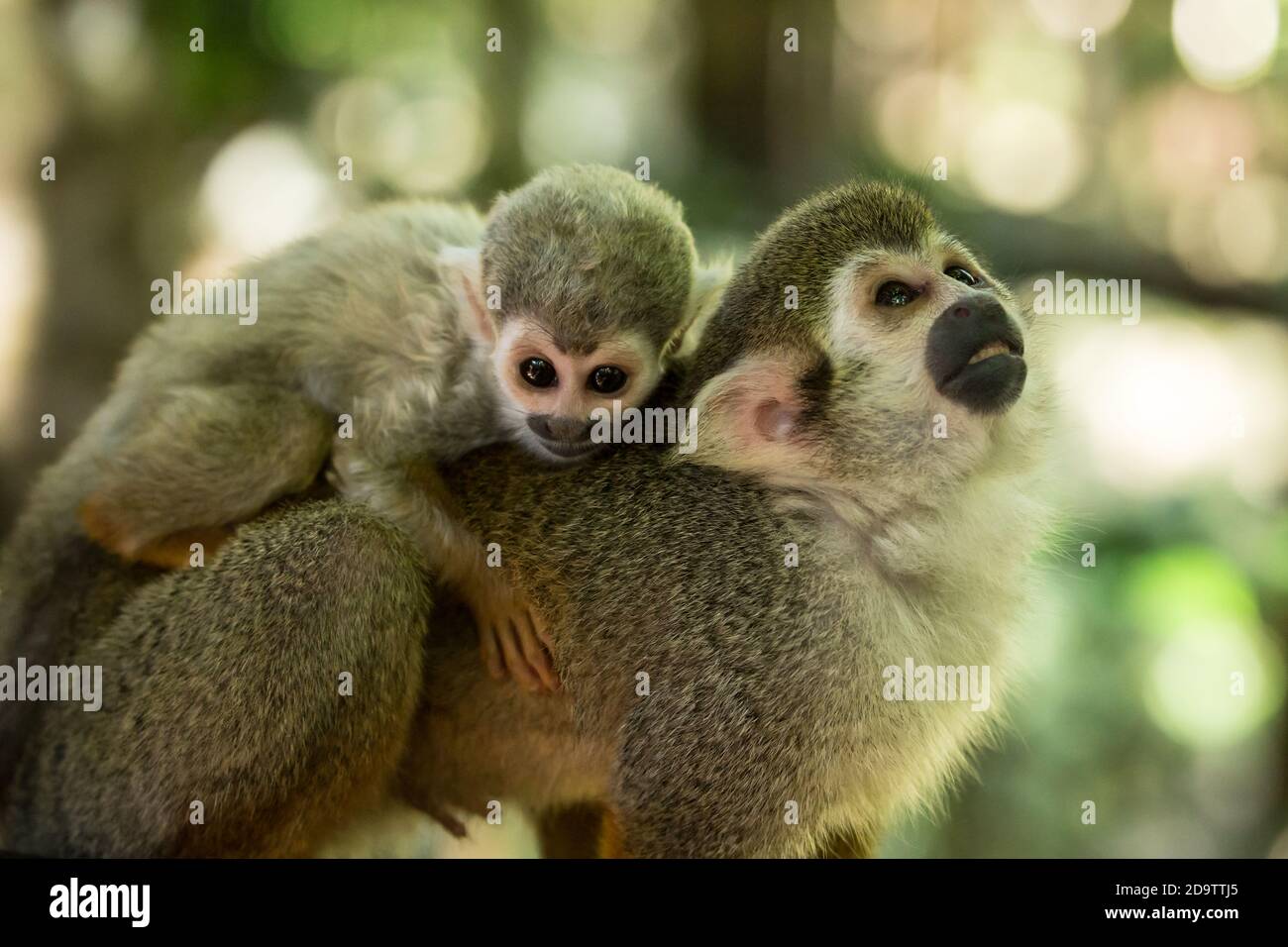 Les Monkeys de l'Équirrel, Saimiri sciurus, en liberté, dans une réserve naturelle dans la forêt tropicale de la République dominicaine. Originaire du bassin de l'Amazone. Banque D'Images