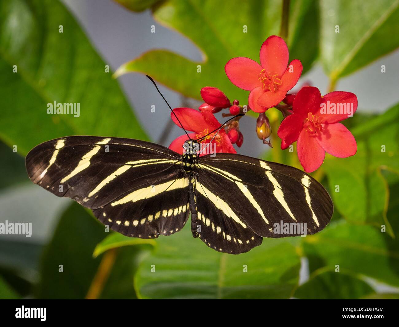Gros plan d'un zèbre à longue taille ou d'un zèbre heliconien (Heliconius charitonius) Papillon le papillon de l'État de Floride Banque D'Images