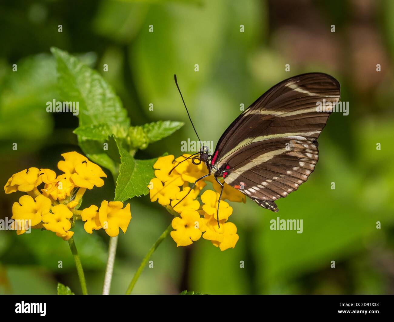 Gros plan d'un zèbre à longue taille ou d'un zèbre heliconien (Heliconius charitonius) Papillon le papillon d'état de Floride sur une fleur jaune Banque D'Images