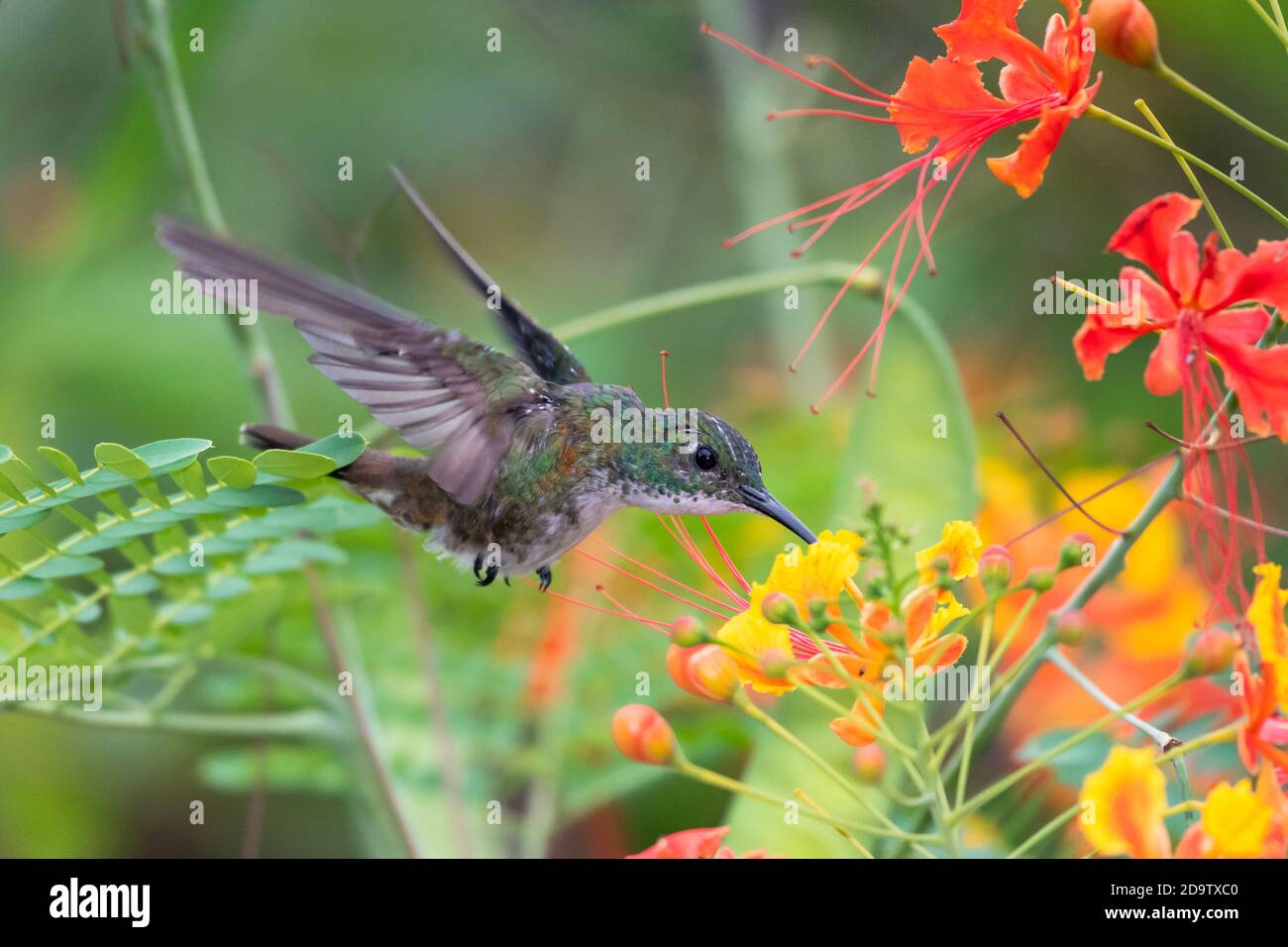 Colibri d'Émeraude à chorée blanche se nourrissant des fleurs de la fierté de la Barbade dans un jardin. Colibris et fleurs, oiseau en vol, faune dans la nature. Banque D'Images