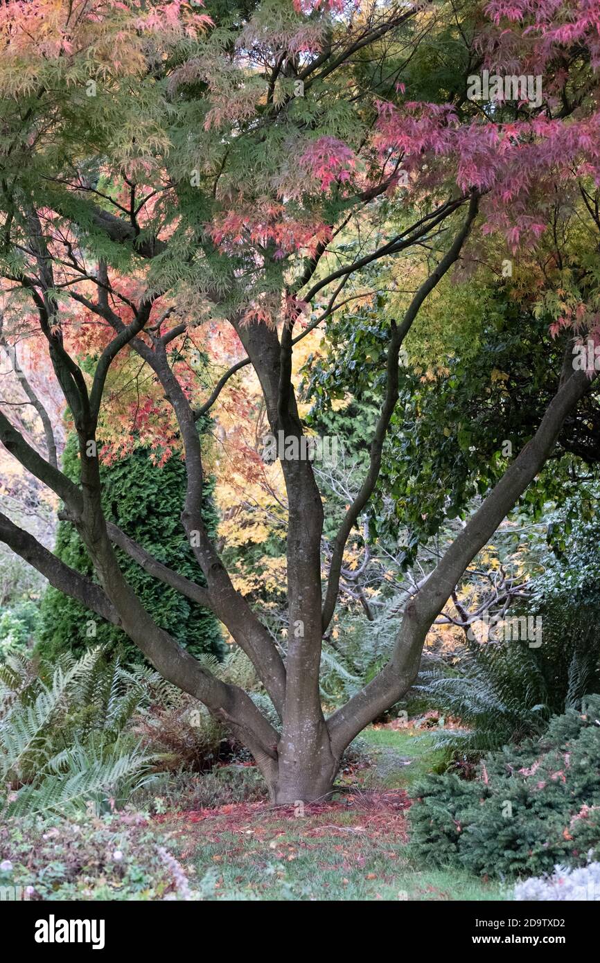 Kilver court House and Gardens, jardin historique au bord du lac à Shepton Mallet Somerset, photographié en automne avec des feuilles sur les arbres qui se colorent Banque D'Images