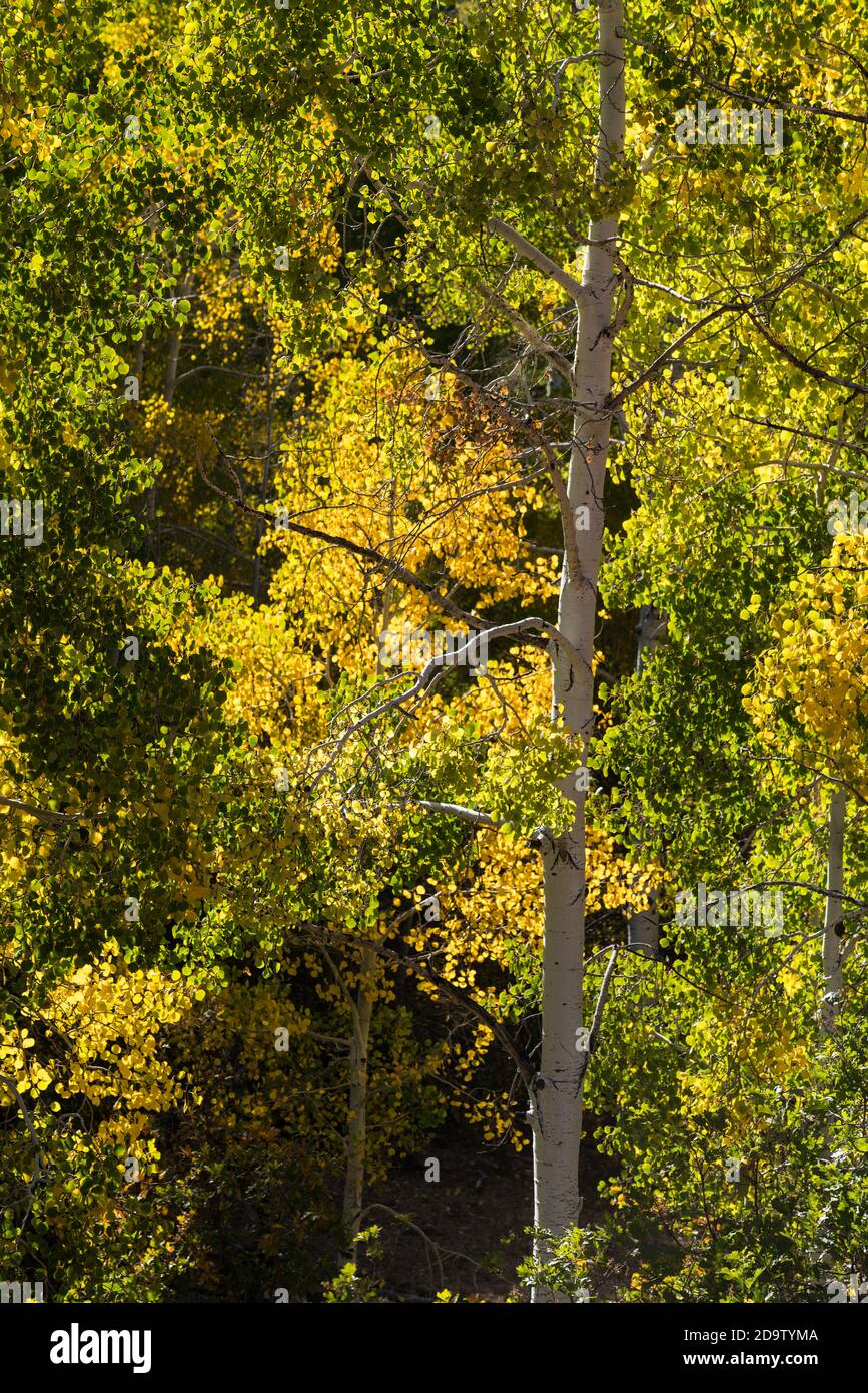 Trembles aux couleurs de l'automne dans la forêt nationale de Manti-la Sal près de Moab, Utah. Banque D'Images