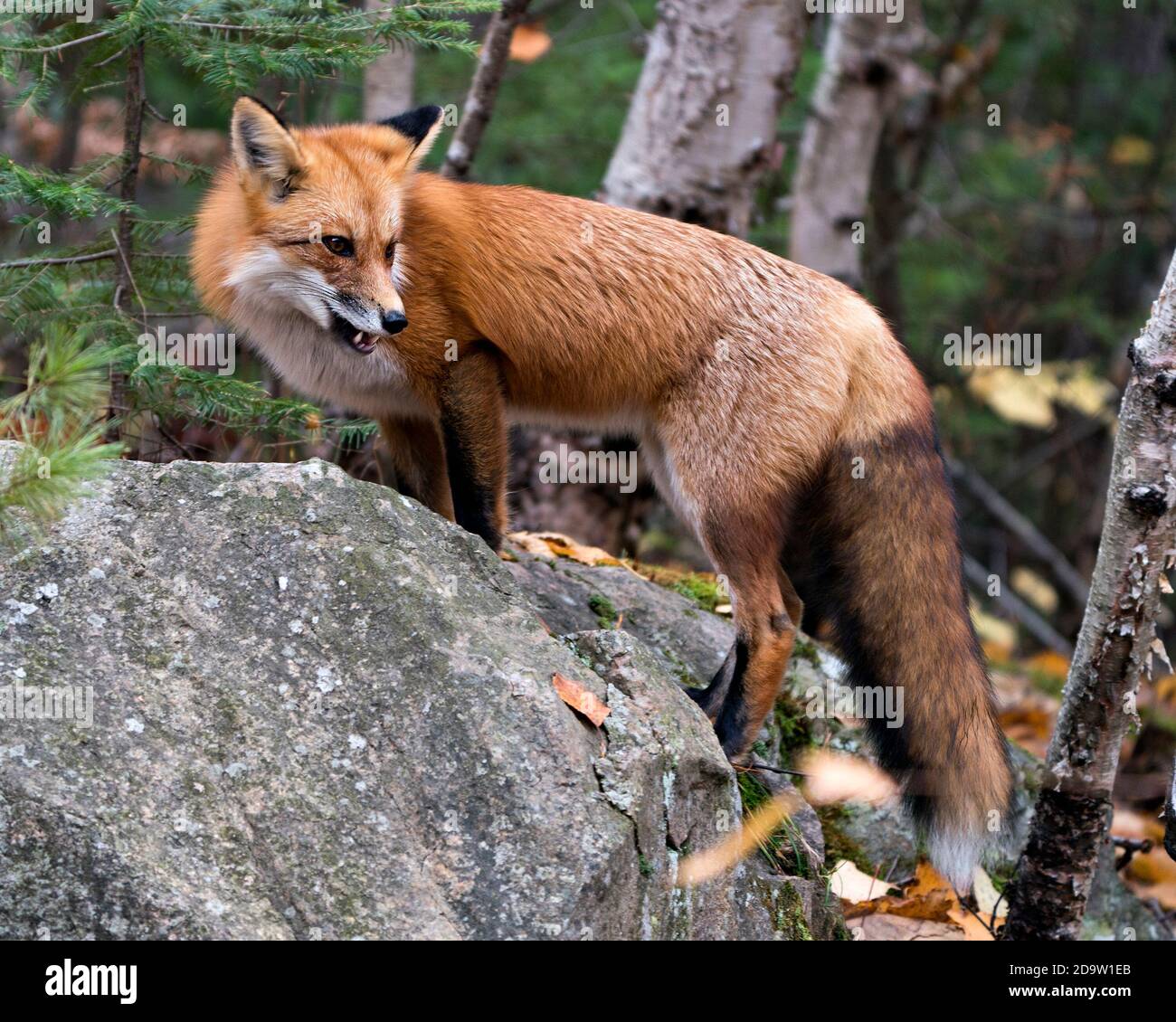 Renard de profil bouche ouverte Banque de photographies et d’images à — free download