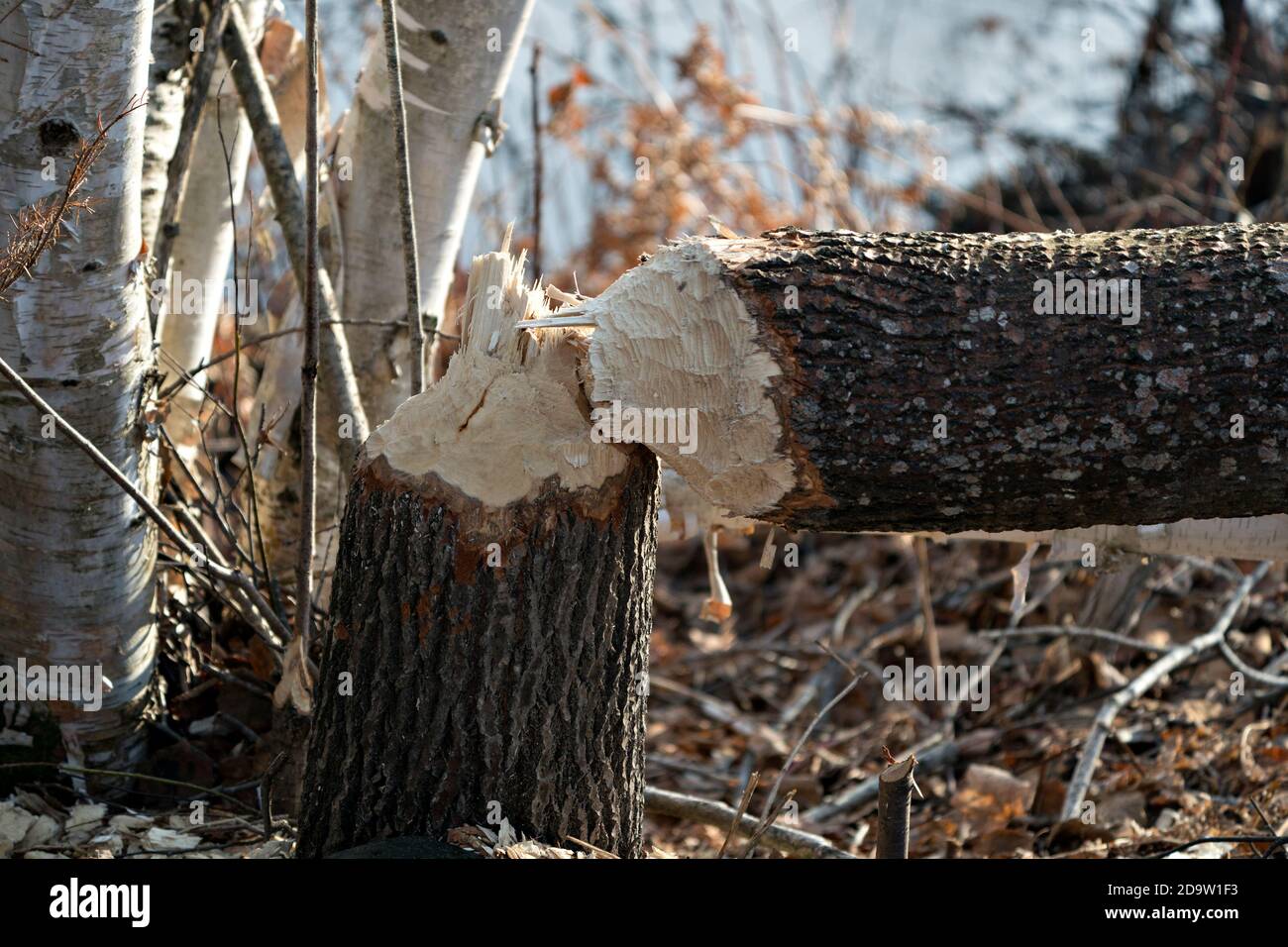 Photo de l'arbre Beaver Cut Down. Travail de castor. Photo de stock d'activité Beaver. Arbre abattu par le castor. Arbre coupé par les castors. Image de gros plan de la coupe de l'arbre. Banque D'Images