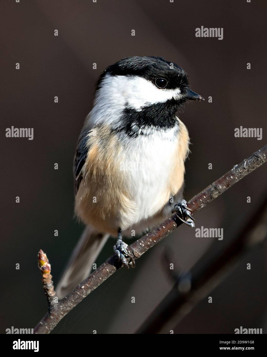 Vue rapprochée du Chickadee perchée sur une branche avec un arrière-plan brun flou dans son environnement et son habitat affichant un plumage de plumes molletonnées. Banque D'Images