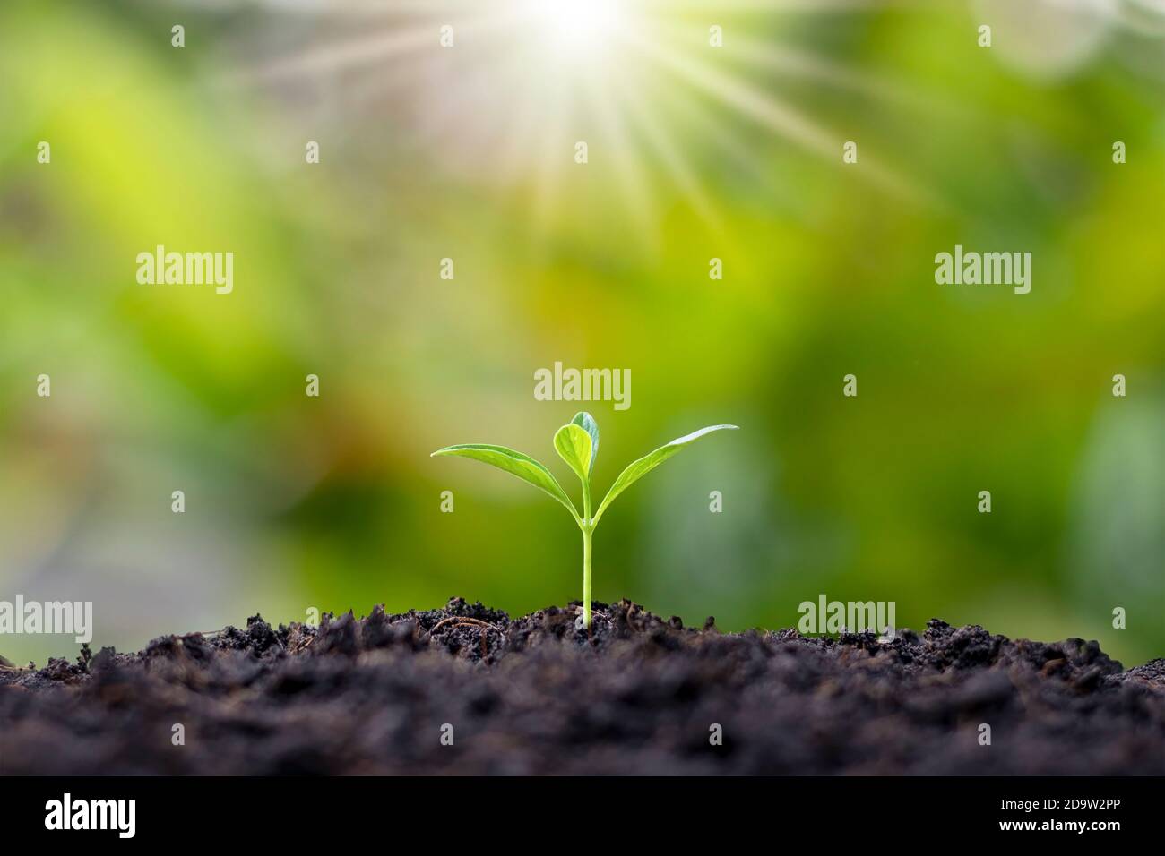 Les petits arbres aux feuilles vertes, la croissance naturelle et la lumière du soleil, le concept de l'agriculture et la croissance durable des plantes. Banque D'Images