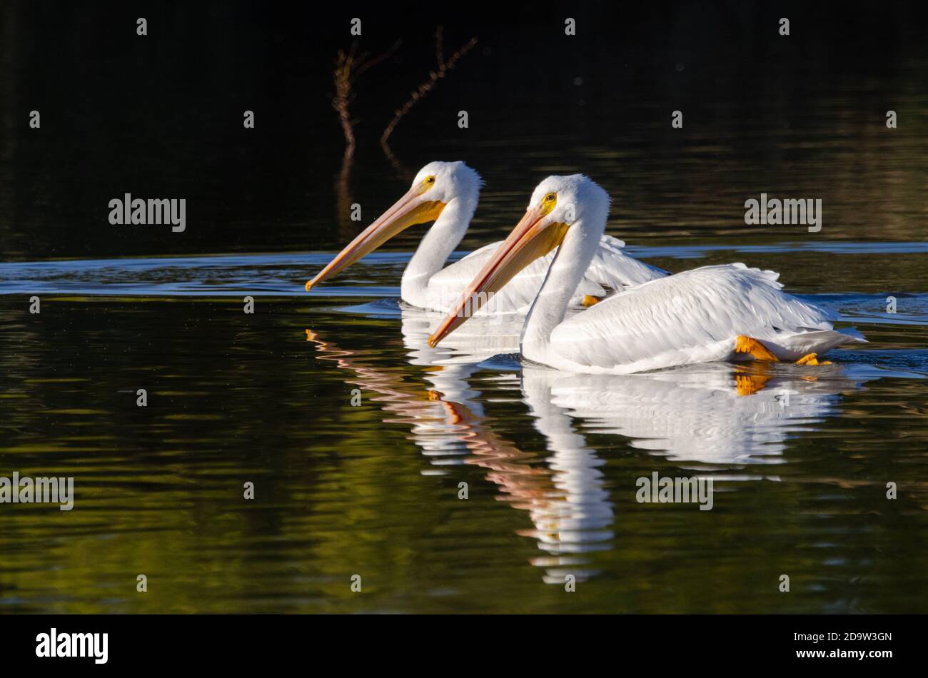 Pélicans blancs (Pelecanus erythrorhynchos) Banque D'Images
