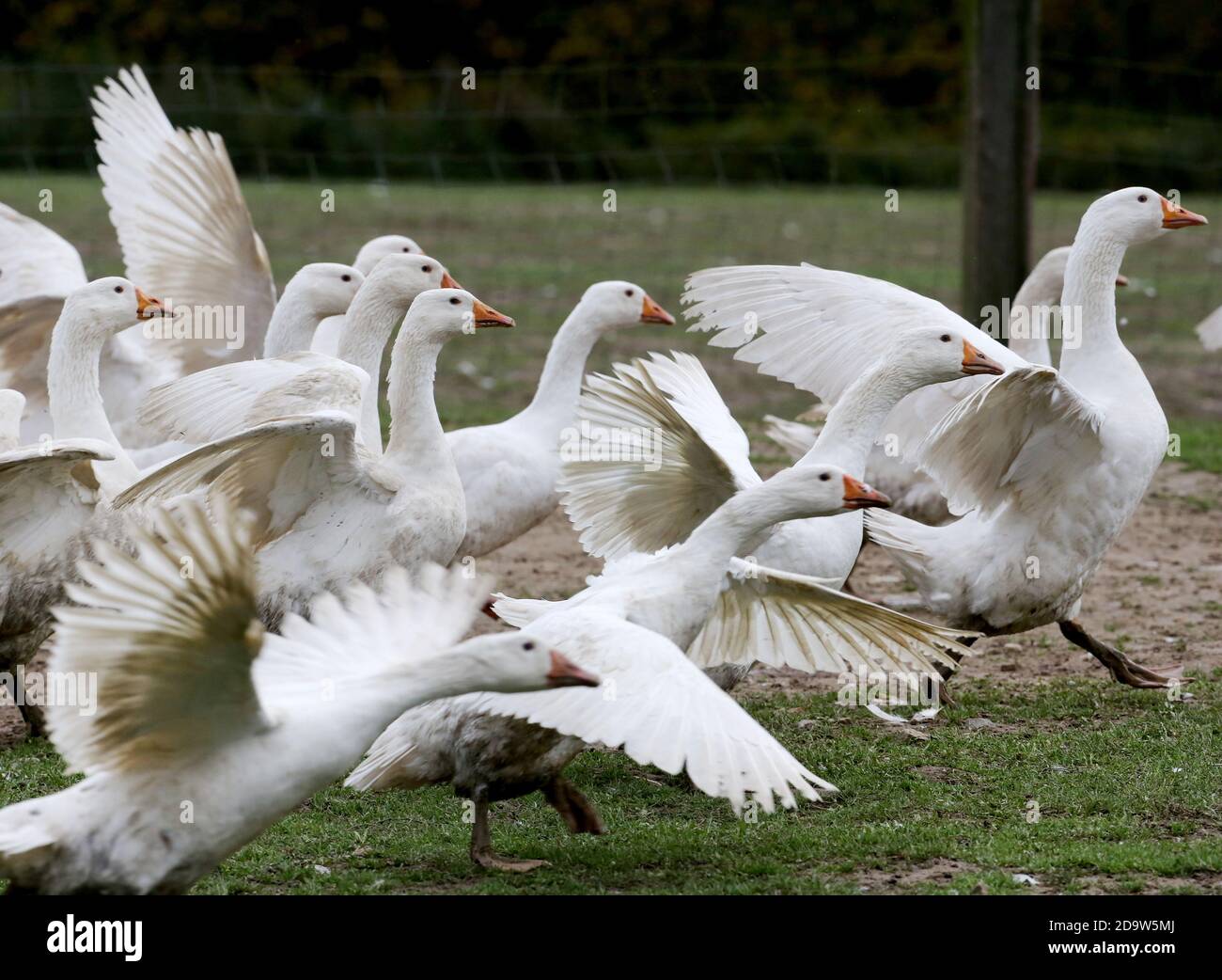 Essen, Allemagne. 02 novembre 2020. Les oies de l'agriculteur Nikolas Weber ont traversé le pâturage. Traditionnellement, les premiers animaux sont abattus à Saint-Martin, la deuxième vague d'abattage menace à nouveau les oiseaux à Noël. Les oies des agriculteurs locaux sont toujours en demande en 2020, malgré ou peut-être à cause de la pandémie de Corona. (À dpa 'Oies en demande - malgré ou juste à cause de Corona') Credit: Roland Weihrauch/dpa/Alay Live News Banque D'Images