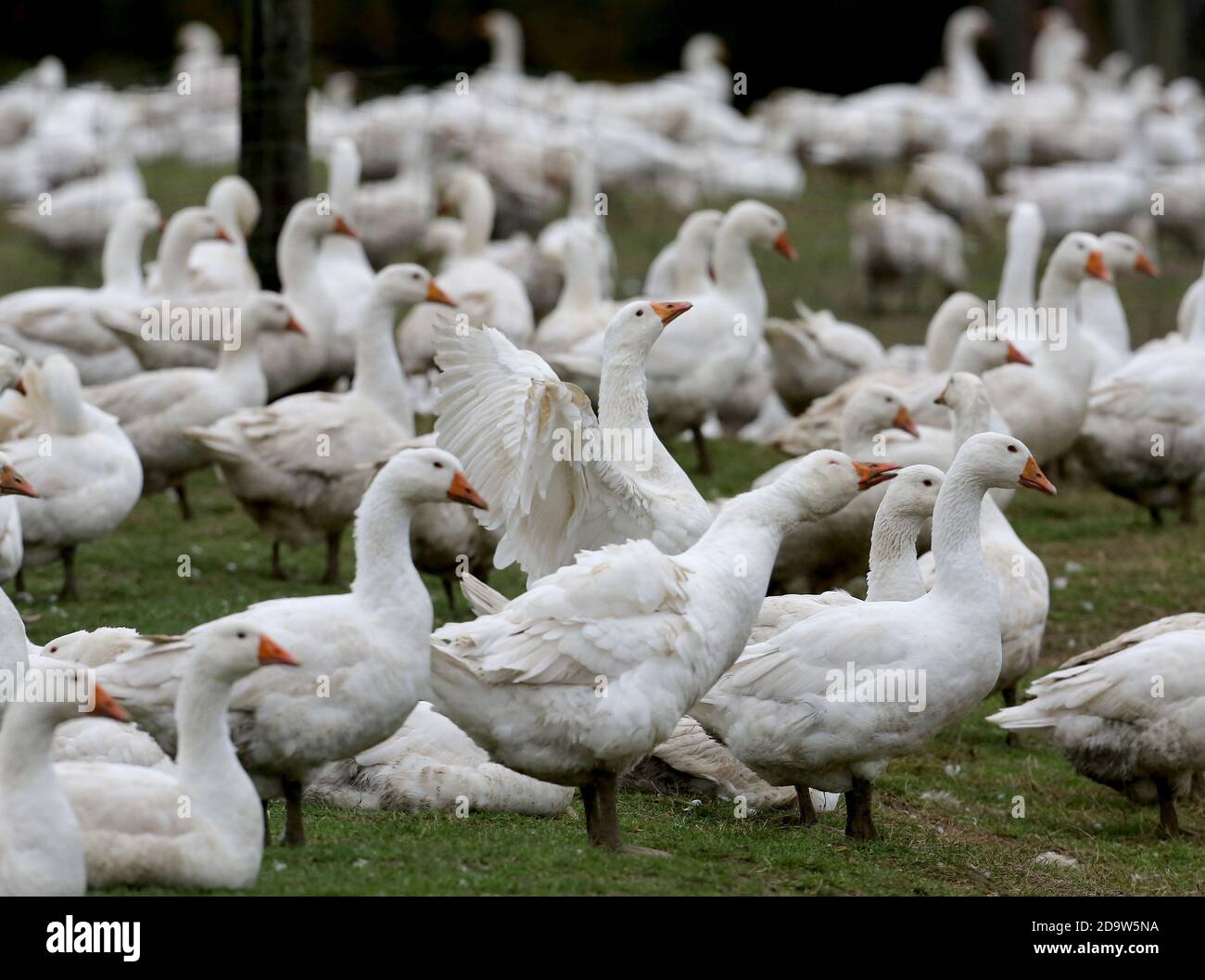 Essen, Allemagne. 02 novembre 2020. Les oies de l'agriculteur N. Weber se broutent dans le pâturage. Traditionnellement, les premiers animaux sont abattus à Saint-Martin, le second menace les oiseaux à nouveau à Noël. Les oies des agriculteurs locaux sont toujours en demande en 2020, malgré ou peut-être à cause de la pandémie de Corona. (À dpa 'Oies en demande - malgré ou juste à cause de Corona') Credit: Roland Weihrauch/dpa/Alay Live News Banque D'Images