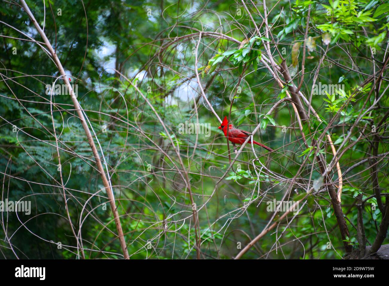 Un cardinal rouge est perché sur une branche d'un parc par Mission, Texas, États-Unis. Banque D'Images