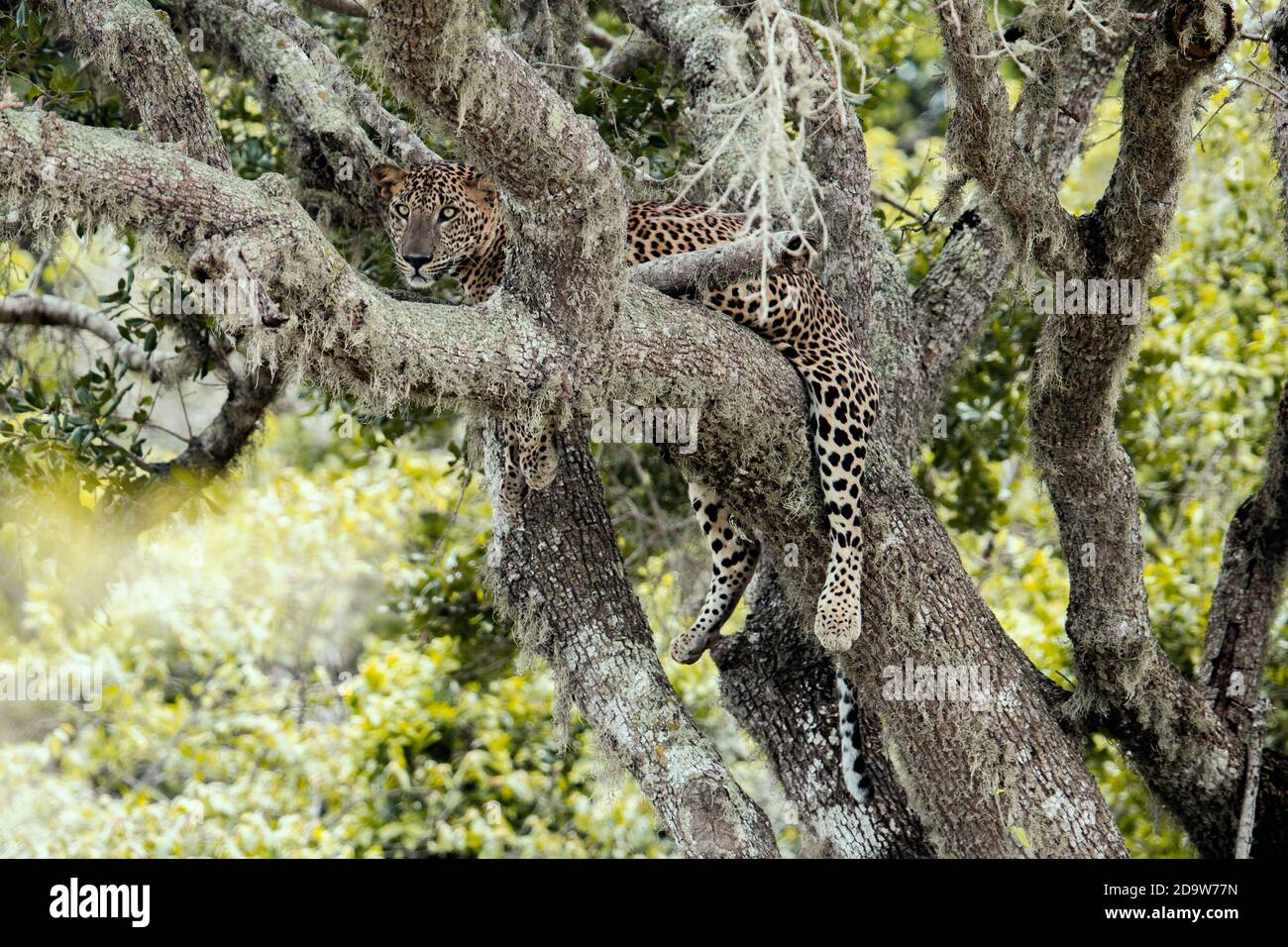 Leopard d'oursons Banque D'Images