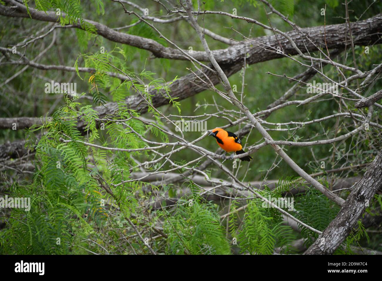 Un oiseau Altamira Oriole perché sur une branche dans un parc à Mission, Texas, États-Unis Banque D'Images