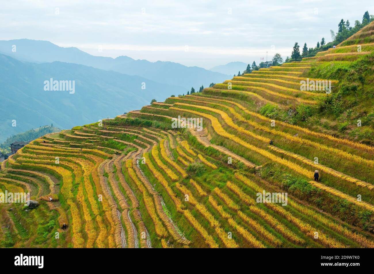 Chinois avec chapeau conique faisant la récolte de riz dans les terrasses de champ de riz du village de Ping an, comté de Longsheng, province de Guangxi, Chine. Banque D'Images