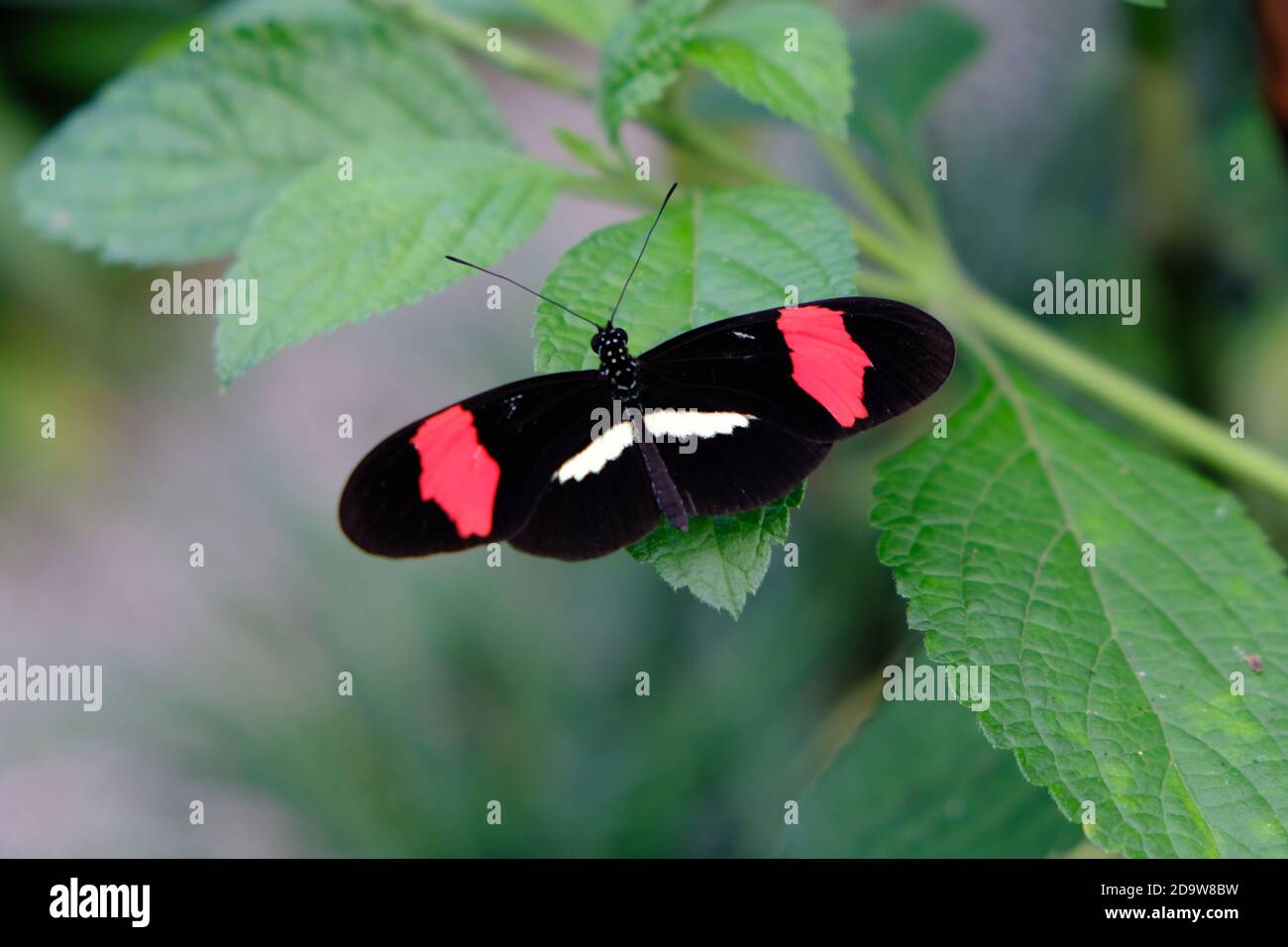 Parc national du volcan Arenal du Costa Rica - papillon rouge du postier Sur une plante tropicale - Heliconius erato Banque D'Images