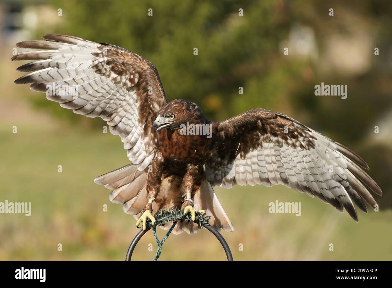 Faucon à queue rouge morph foncé Banque D'Images