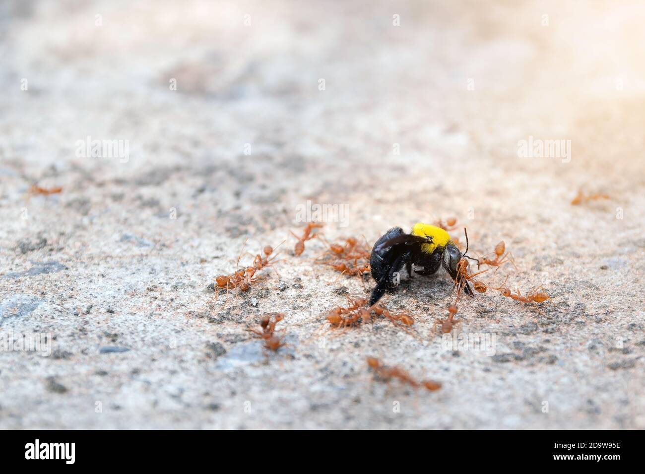 Gros plan groupe de fourmis sont mordant et manger les guêpes sur le sol. Banque D'Images