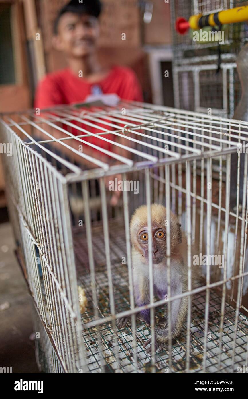 Jakarta, Indonésie, mars 2016. Vente d'animaux exotiques au marché de la ville. Banque D'Images