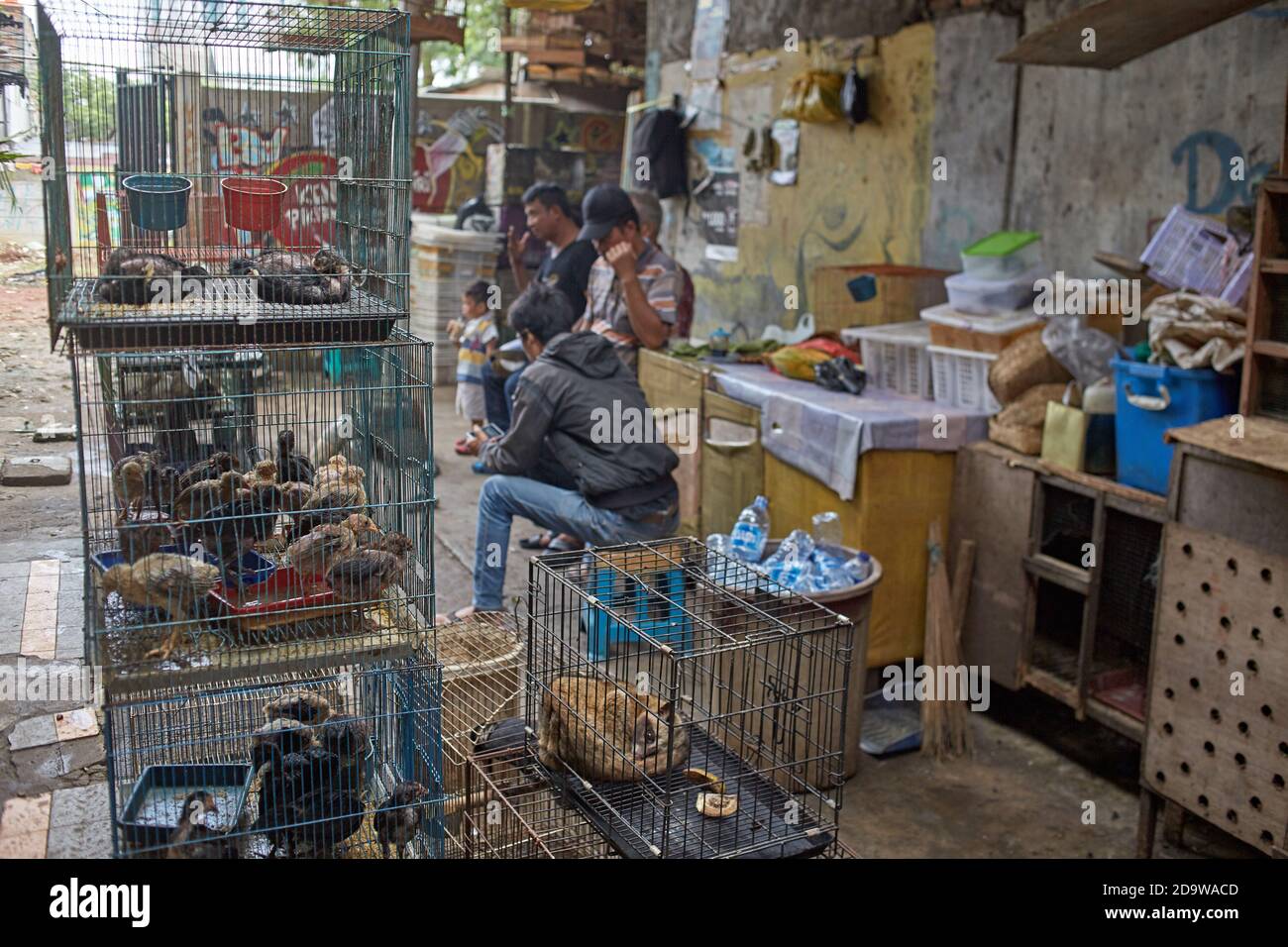 Jakarta, Indonésie, mars 2016. Vente d'animaux exotiques au marché de la ville. Banque D'Images