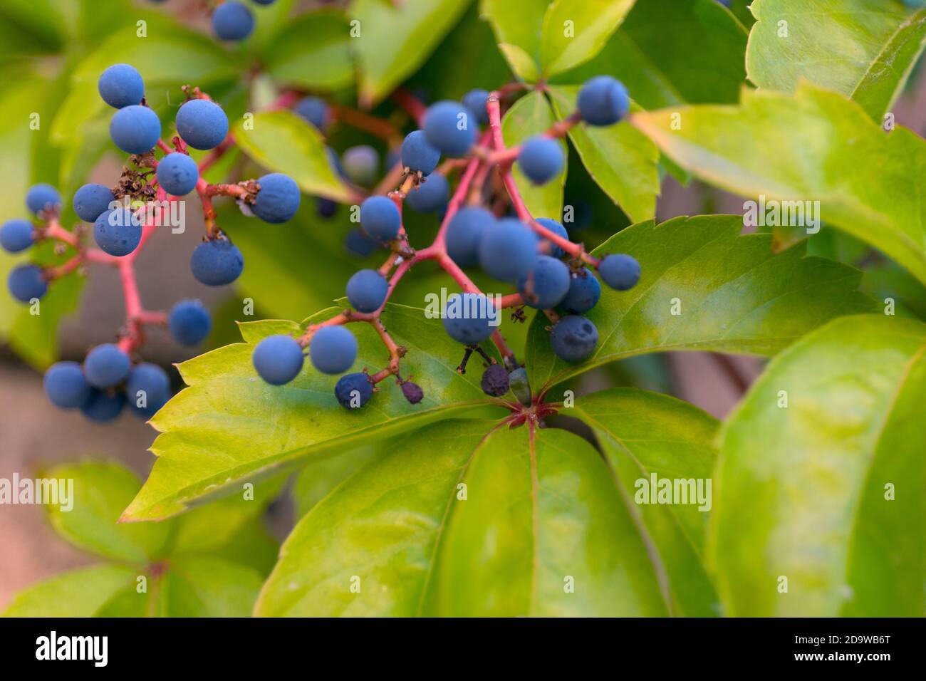 Fond de raisin bleu sauvage. Parthenocissus quinquefolia. Arrière-plan de la macro. Banque D'Images