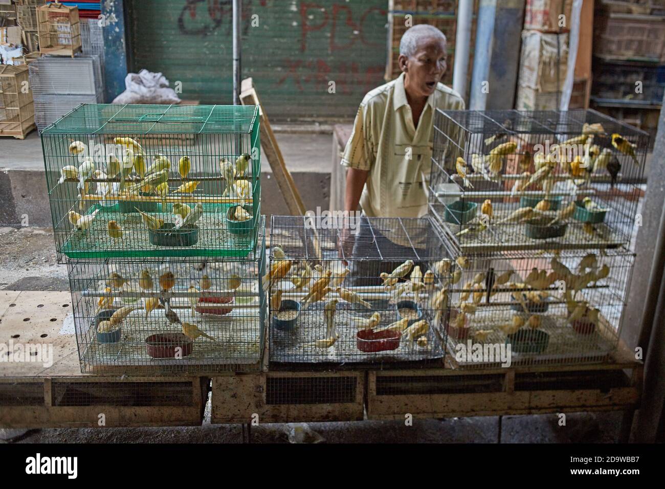 Jakarta, Indonésie, mars 2016. Vente d'animaux exotiques au marché de la ville. Banque D'Images