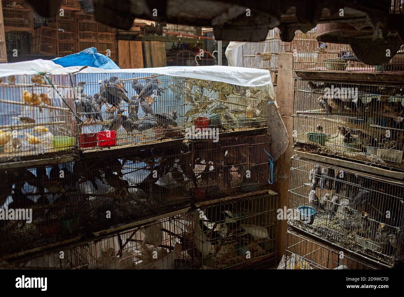 Jakarta, Indonésie, mars 2016. Vente d'animaux exotiques au marché de la ville. Banque D'Images