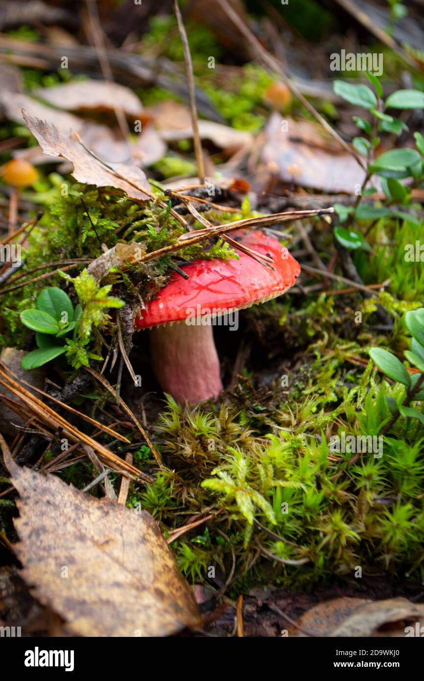 russula emetica rose ou rouge brut naturel dans la forêt sauvage. Image verticale Banque D'Images