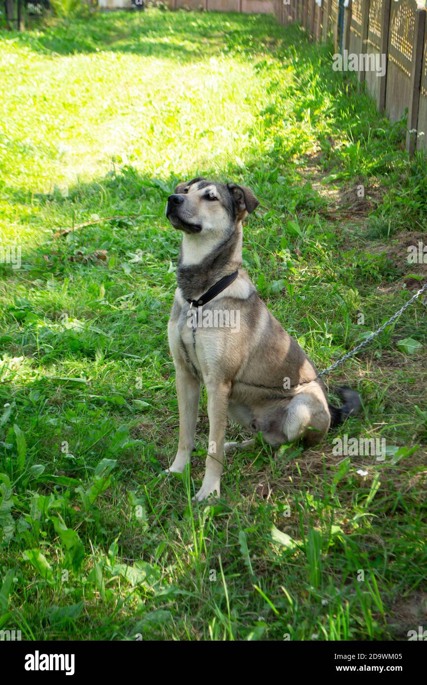 Portrait du chien de chiot cur se trouve sur l'herbe de la campagne, image verticale Banque D'Images
