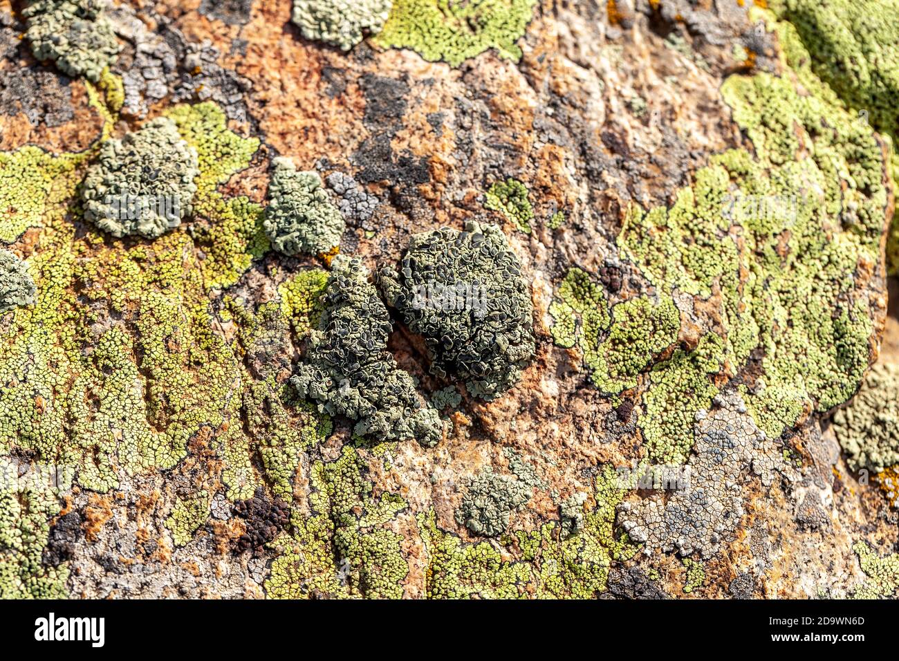 Lichen et mousse sur une surface de roche en granit Banque D'Images