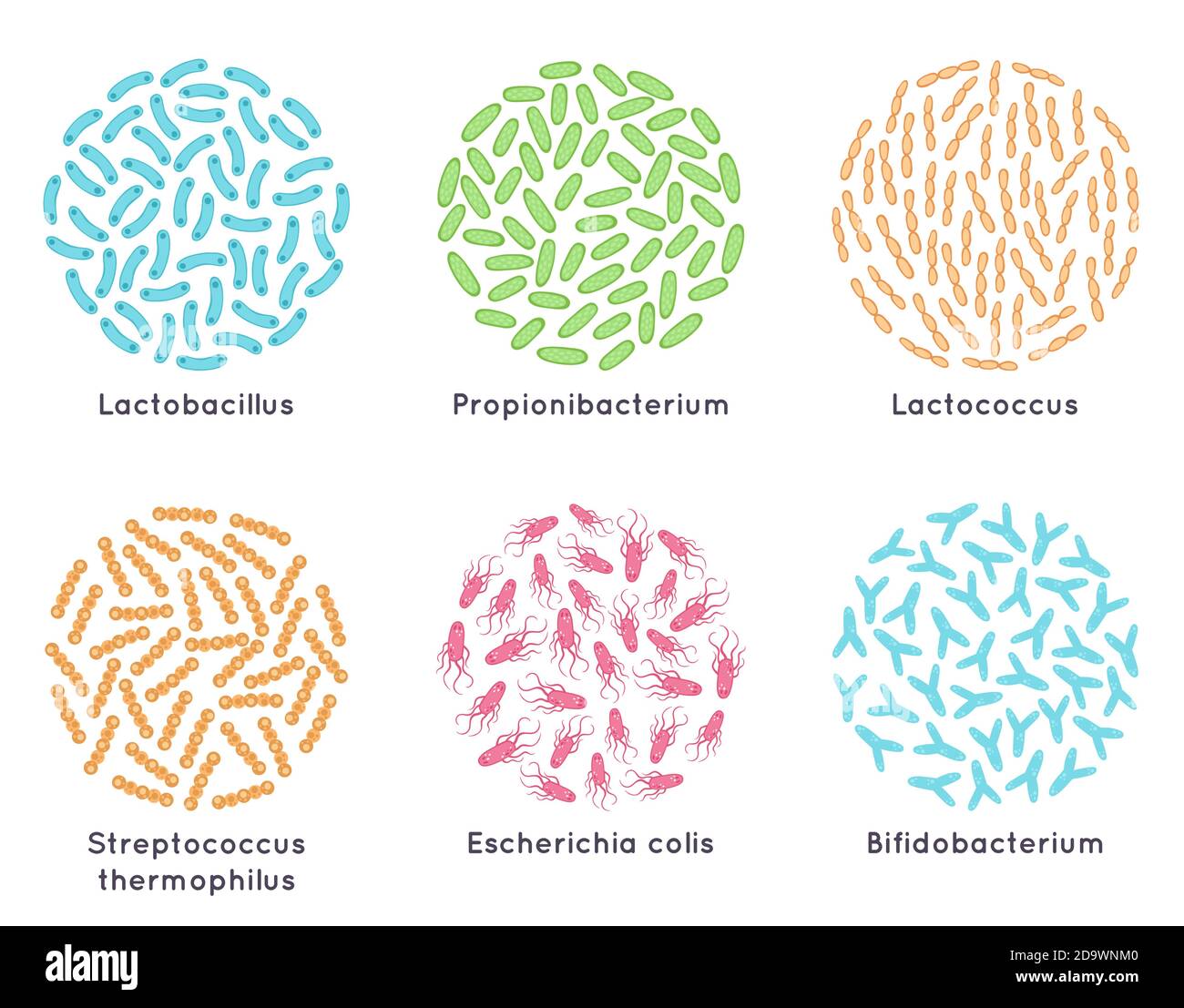 Bactéries probiotiques. Bons micro-organismes pour une flore bactérienne saine, probiotiques microscopiques. Jeu d'illustrations vectorielles de bactéries lactiques Illustration de Vecteur