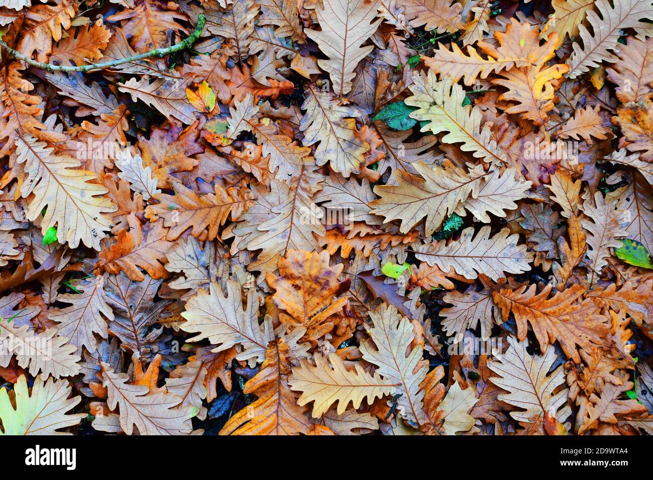Des feuilles de chêne tombées sur le sol à Osterley Park, Isleworth, Hounslow, Londres, Royaume-Uni Banque D'Images